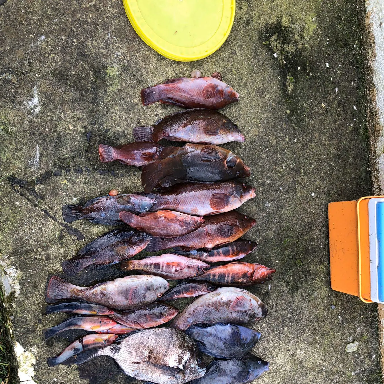 recently logged catches