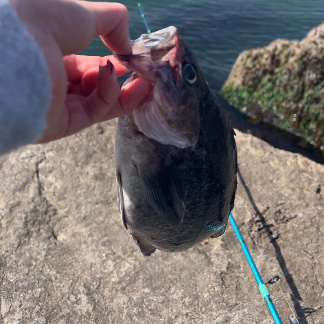 The most recent Deacon rockfish catches on Fishbrain