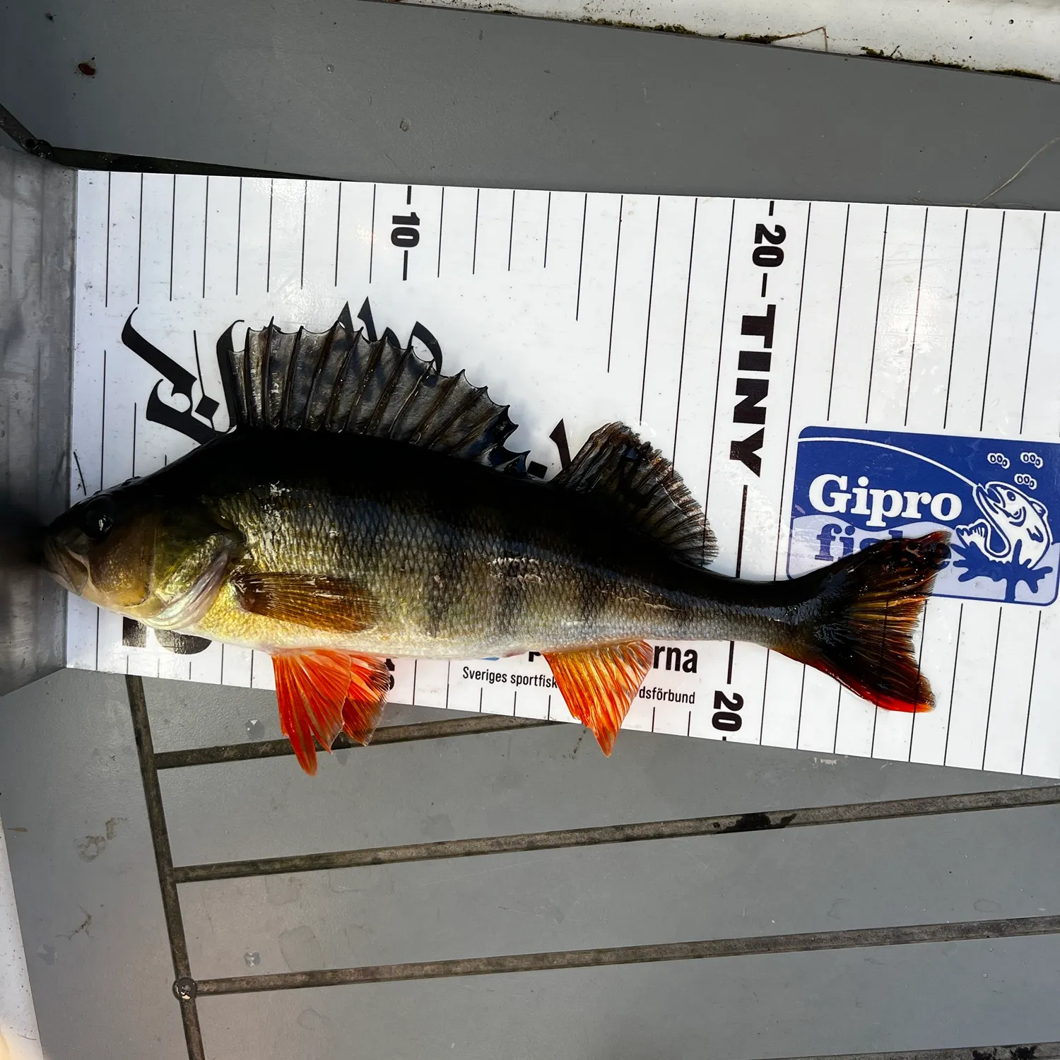 European perch caught on Fishbrain