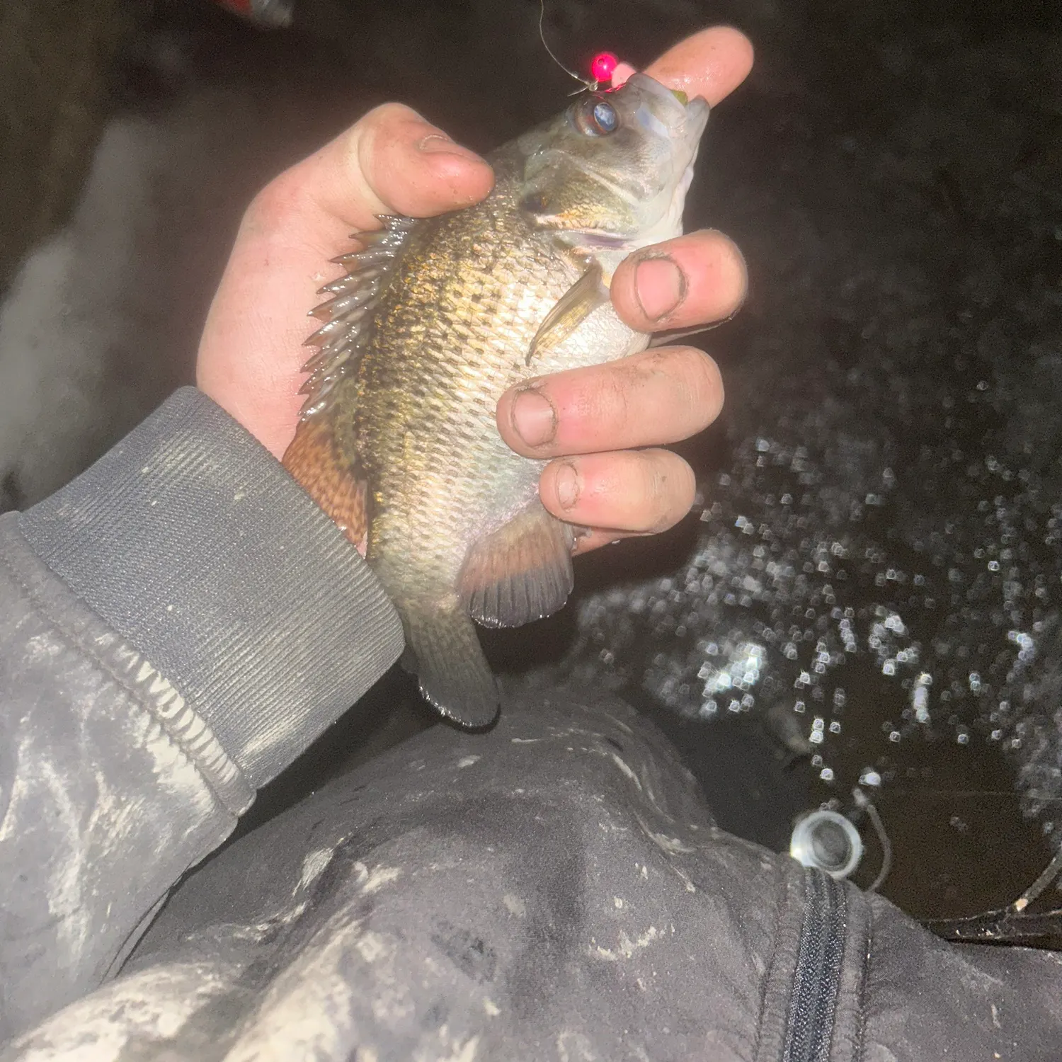 The most recent Rock bass catches on Fishbrain