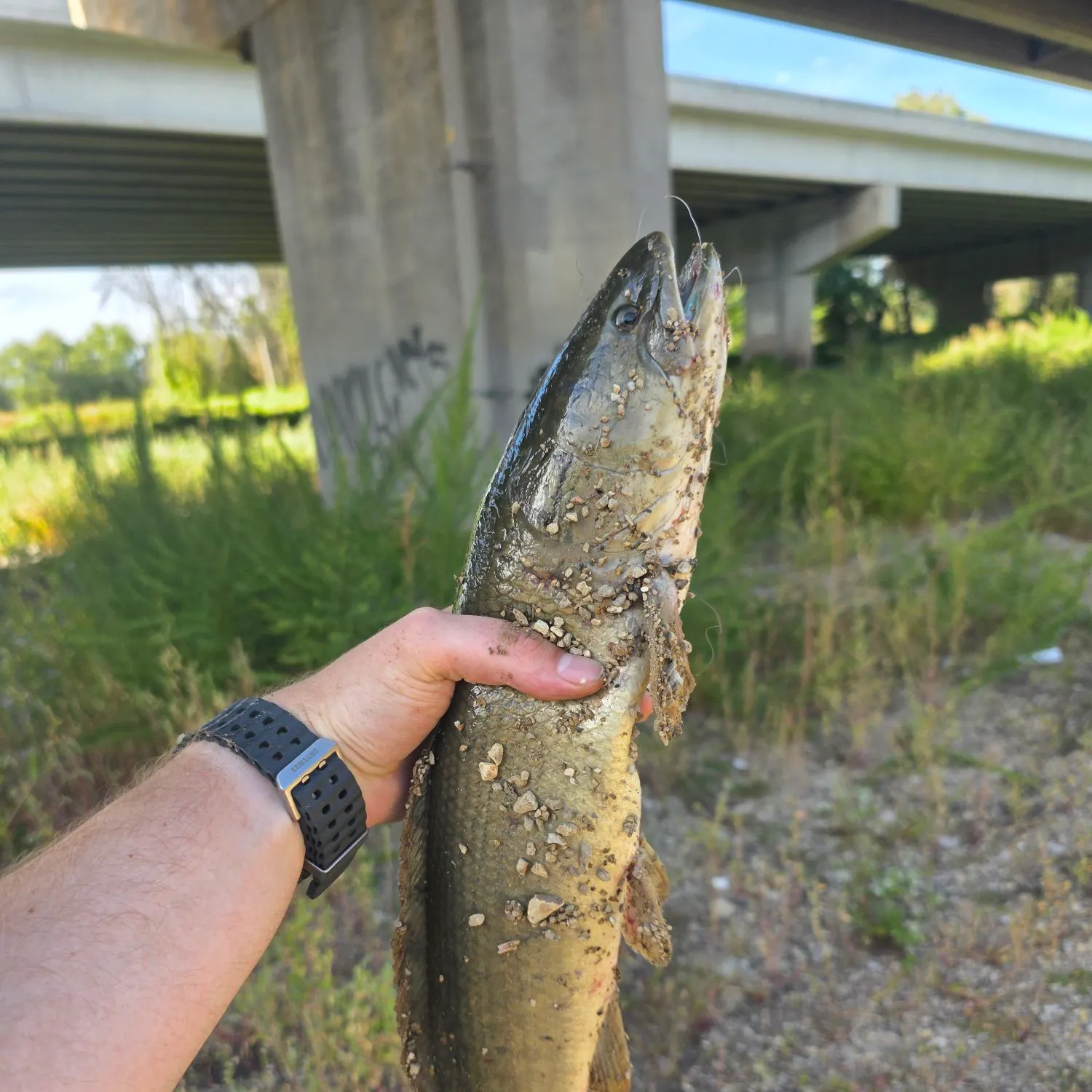 The most recent Eyetail bowfin catches on Fishbrain