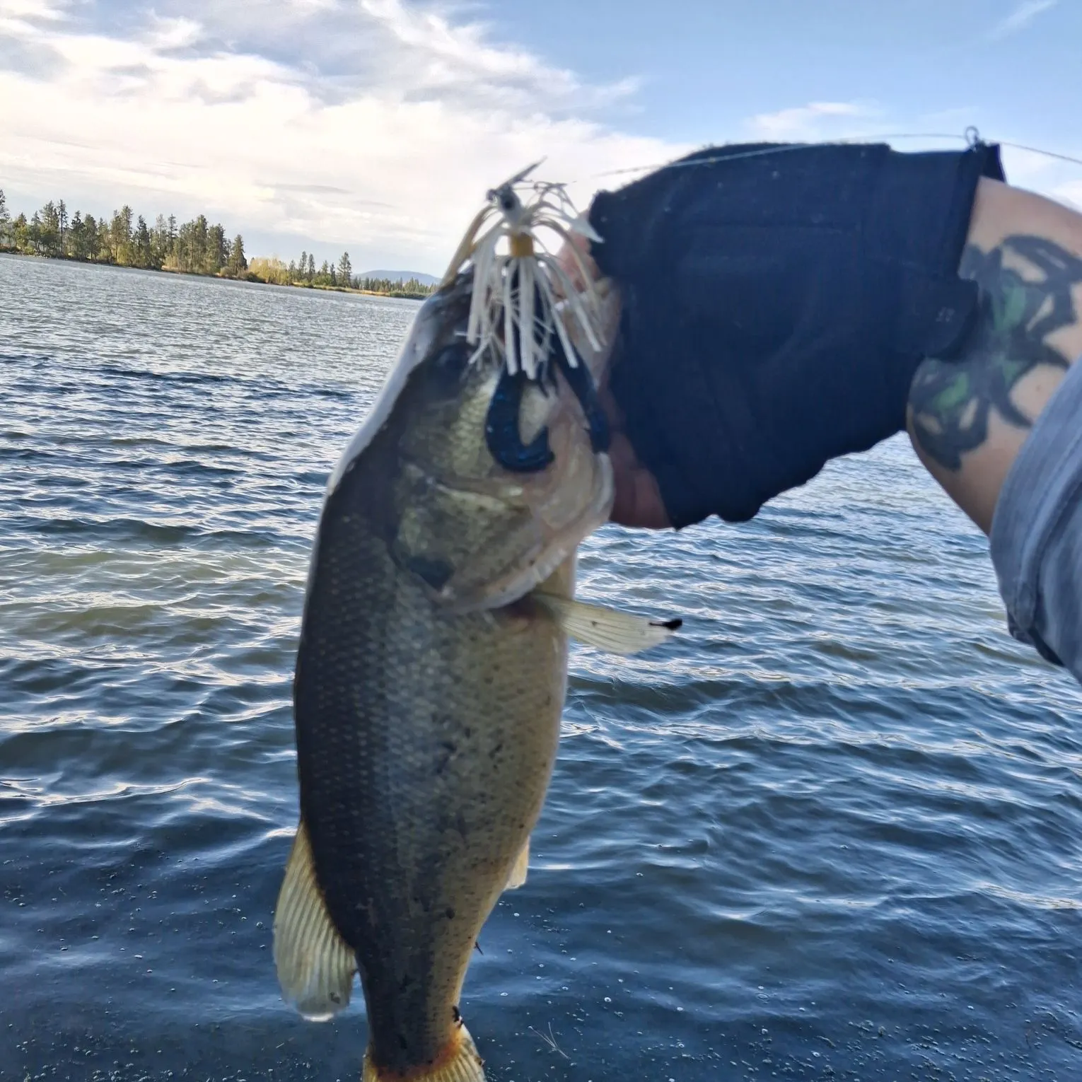 Largemouth bass caught on Fishbrain