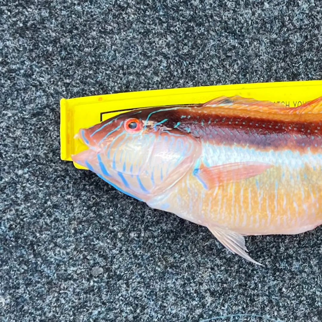 The most recent Maori wrasse catches on Fishbrain