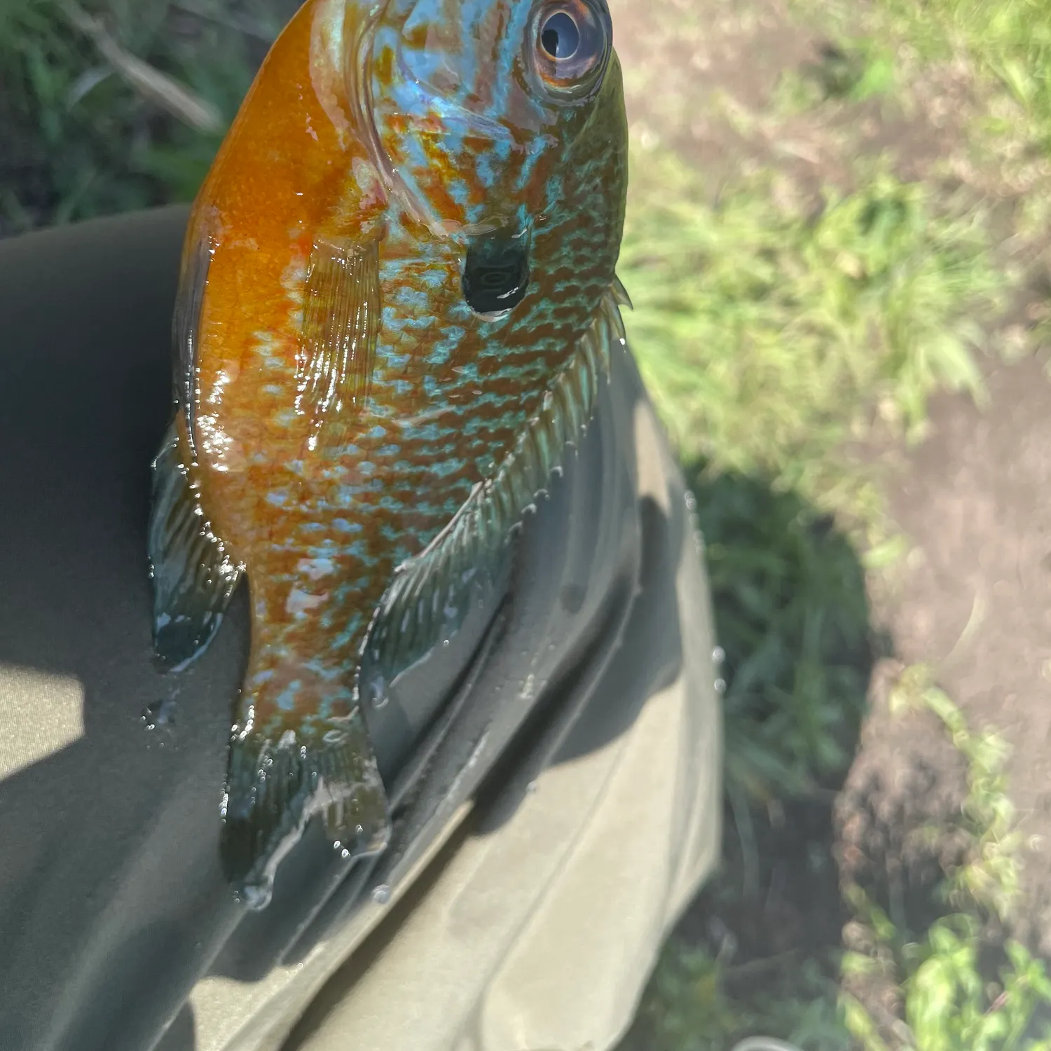 The most recent Longear sunfish catches on Fishbrain