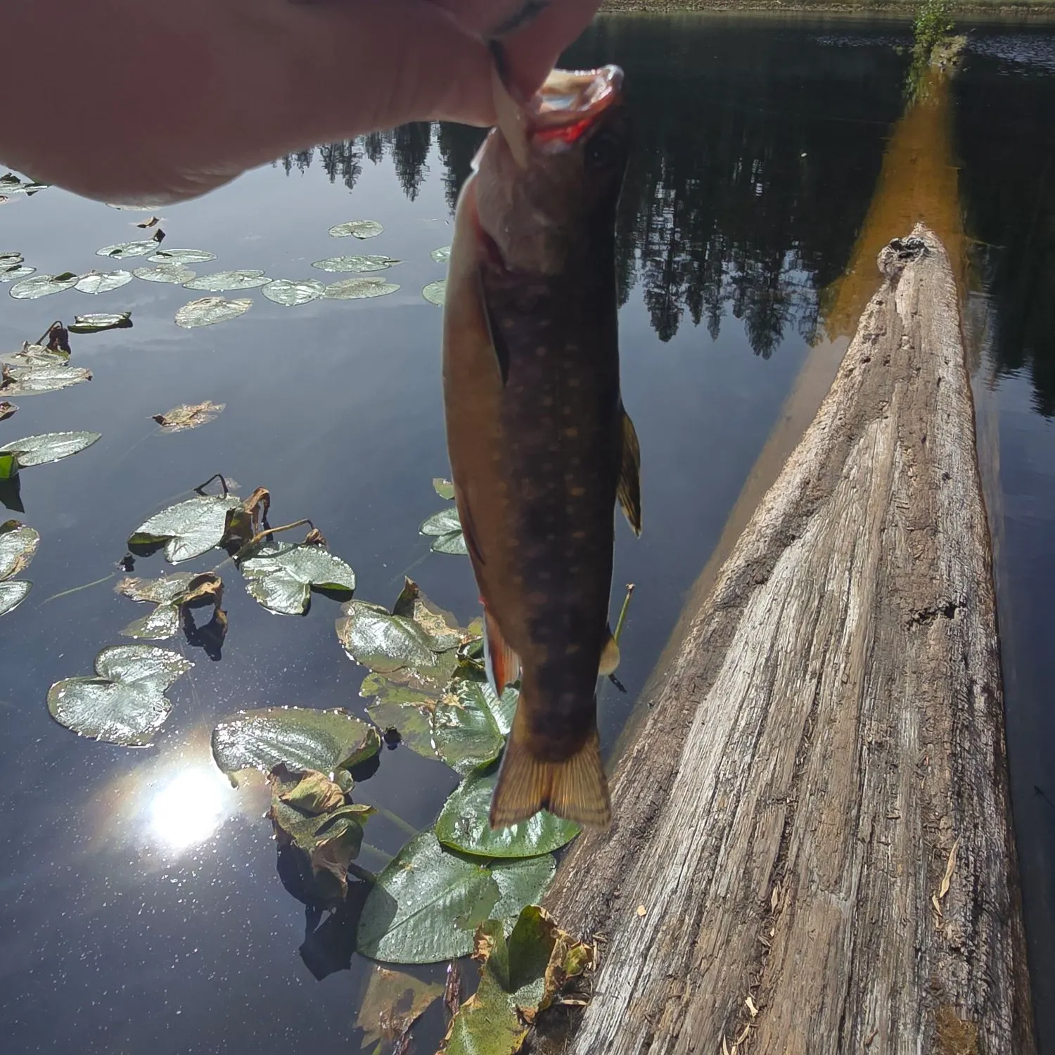 Brook trout caught on Fishbrain