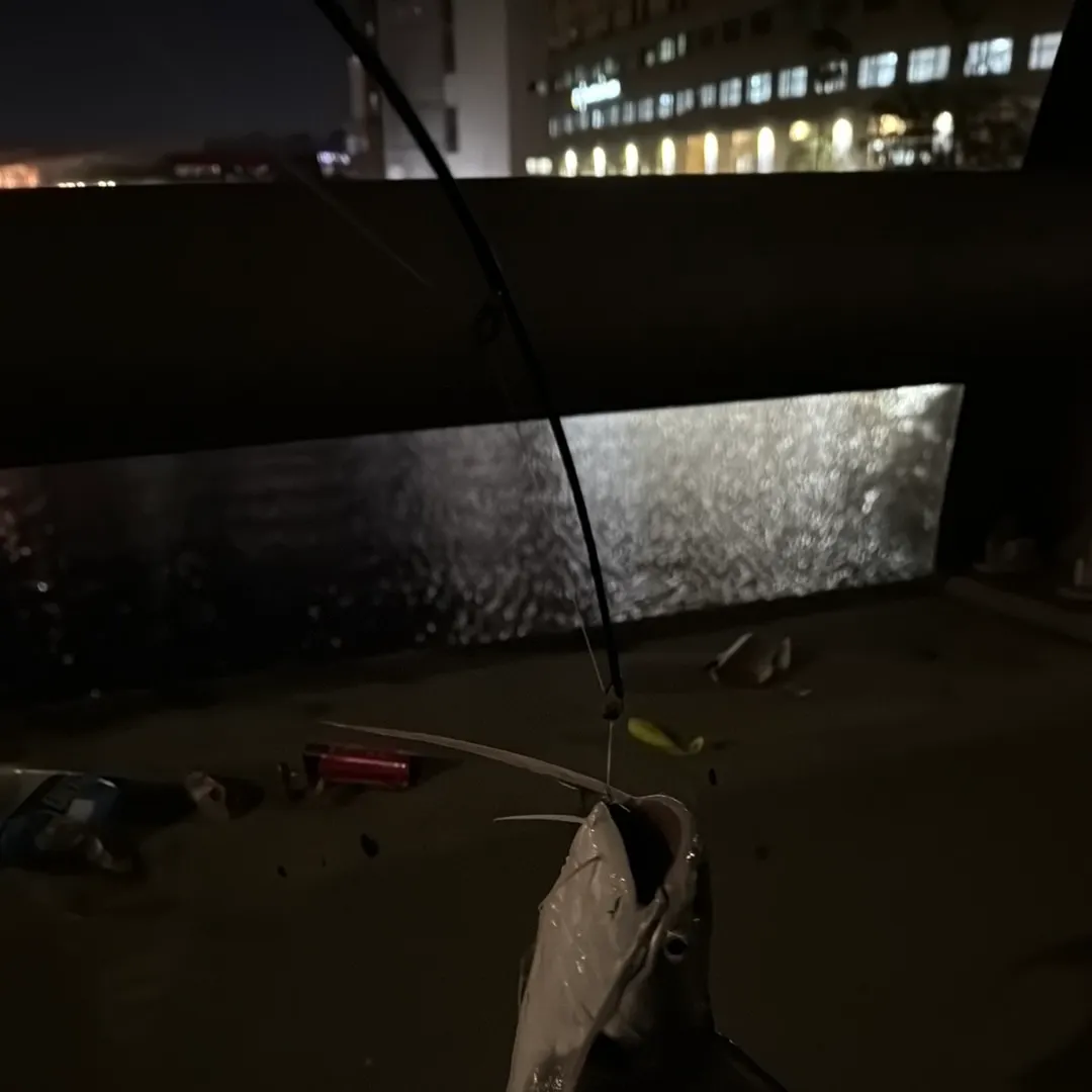 Gafftopsail sea catfish caught on Fishbrain