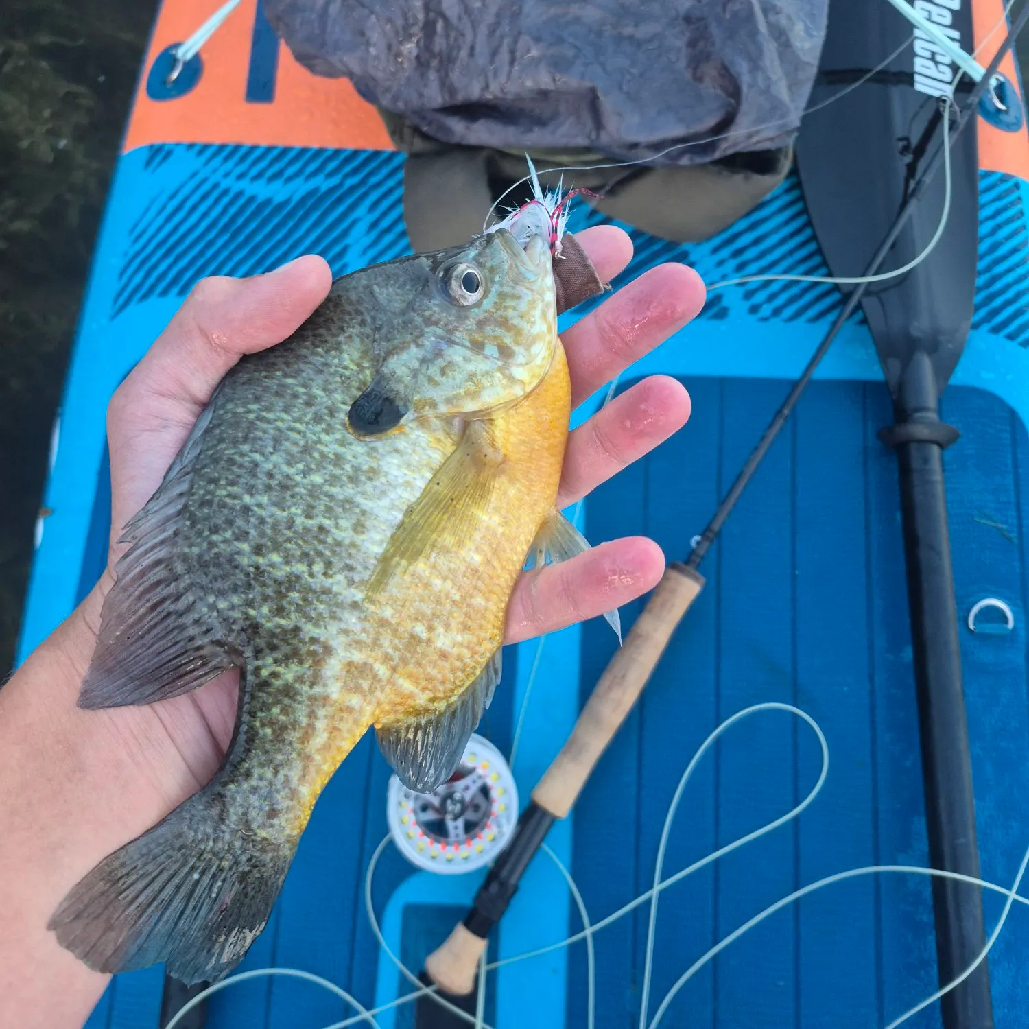 Pumpkingill hybrid caught on Fishbrain