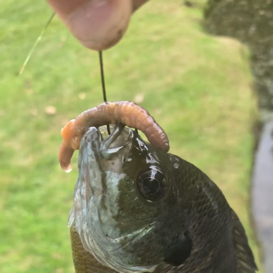 Bluegill caught on Fishbrain