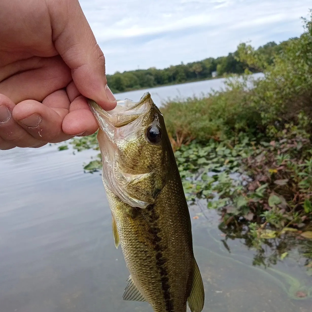 Largemouth bass caught on Fishbrain