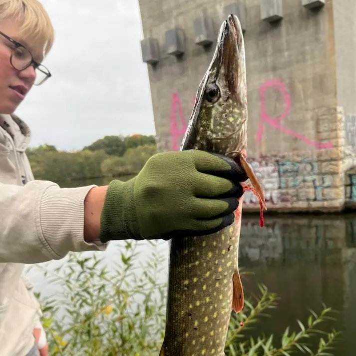 Northern pike caught on Fishbrain