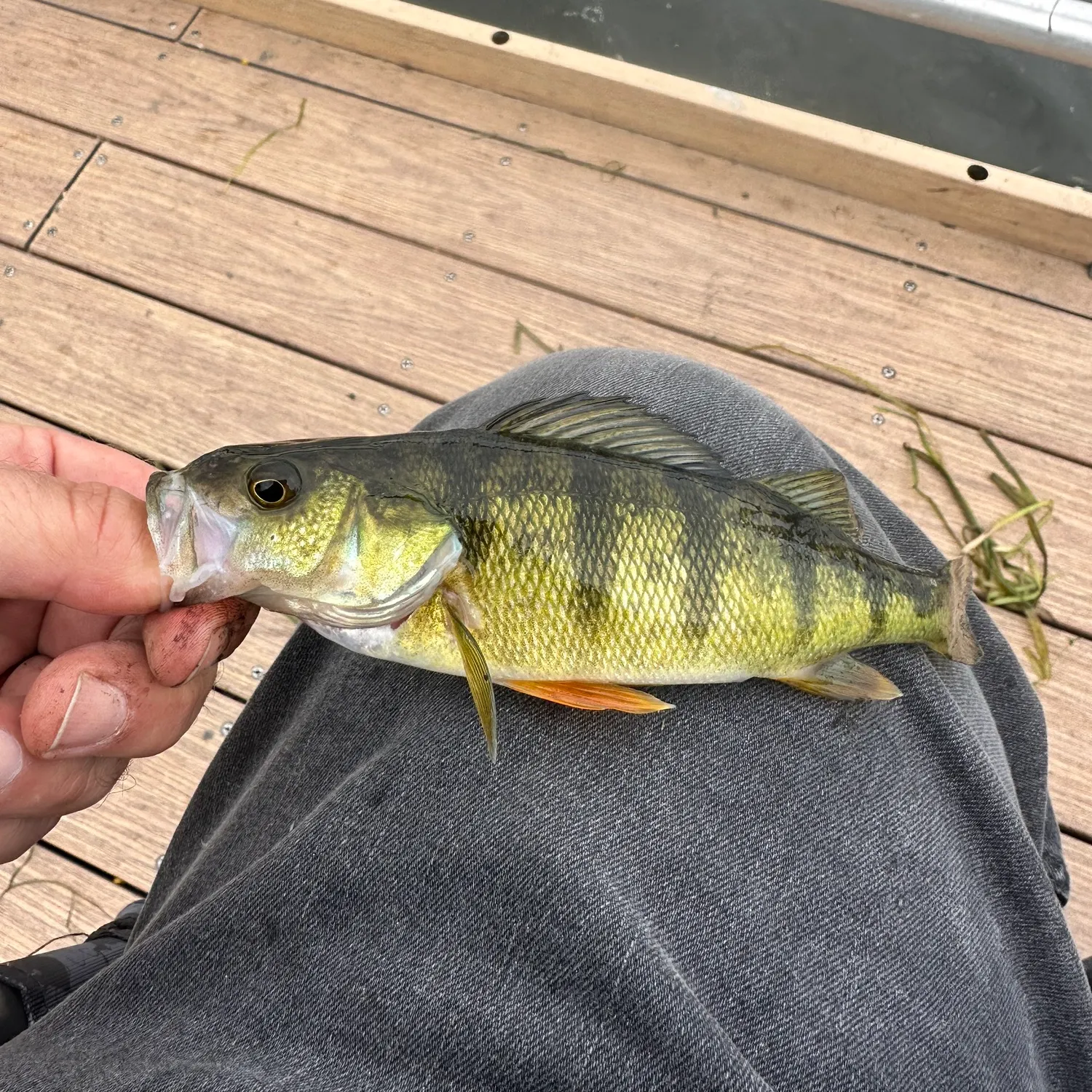 Yellow perch caught on Fishbrain