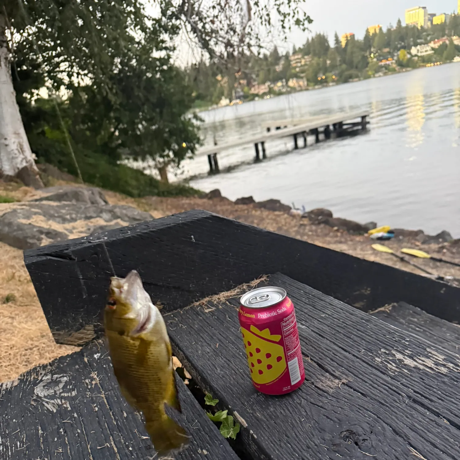 Rock bass caught on Fishbrain