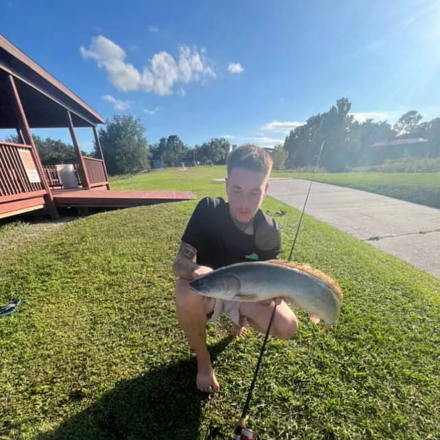 The most recent Ruddy bowfin catches on Fishbrain