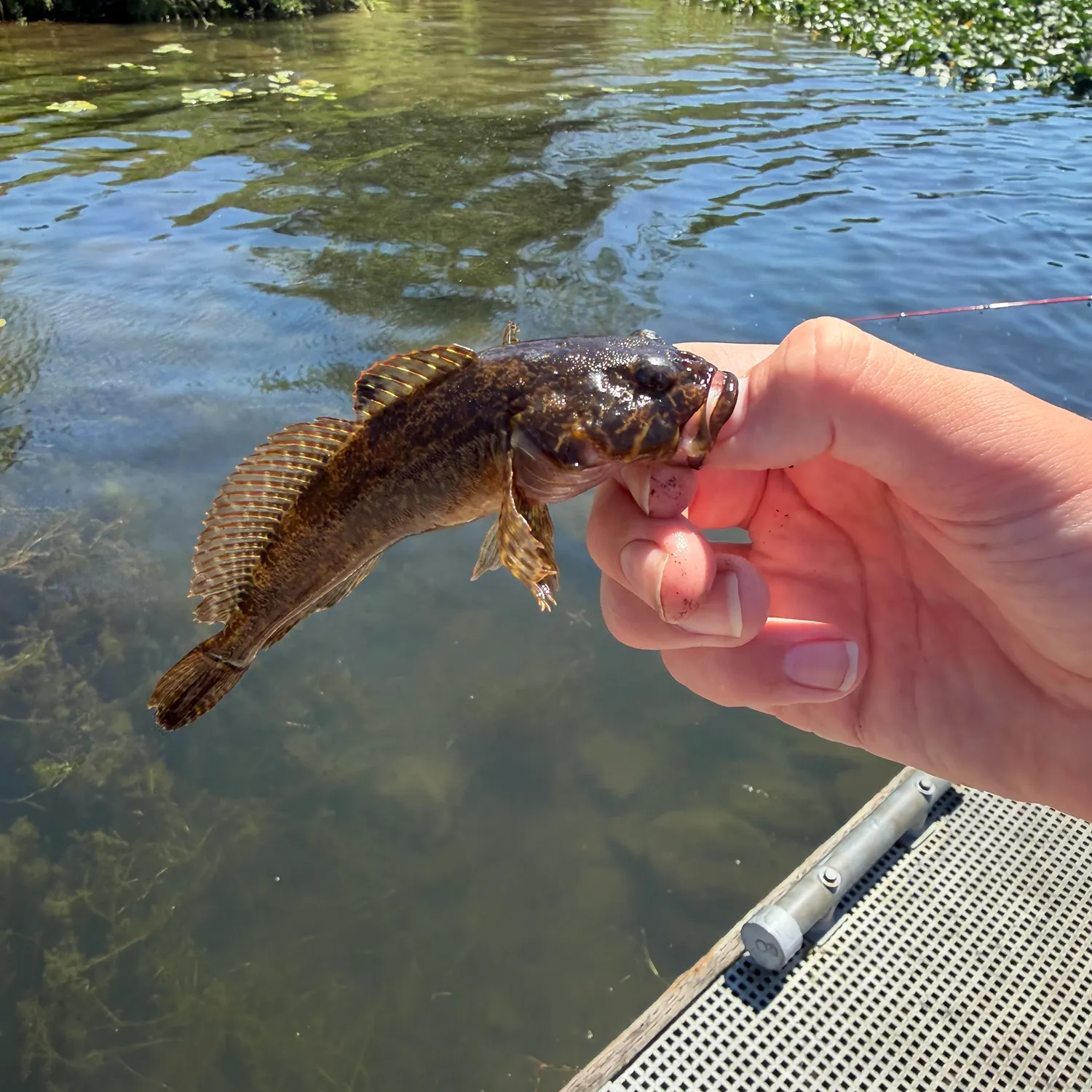 The most recent Longspined bullhead catches on Fishbrain
