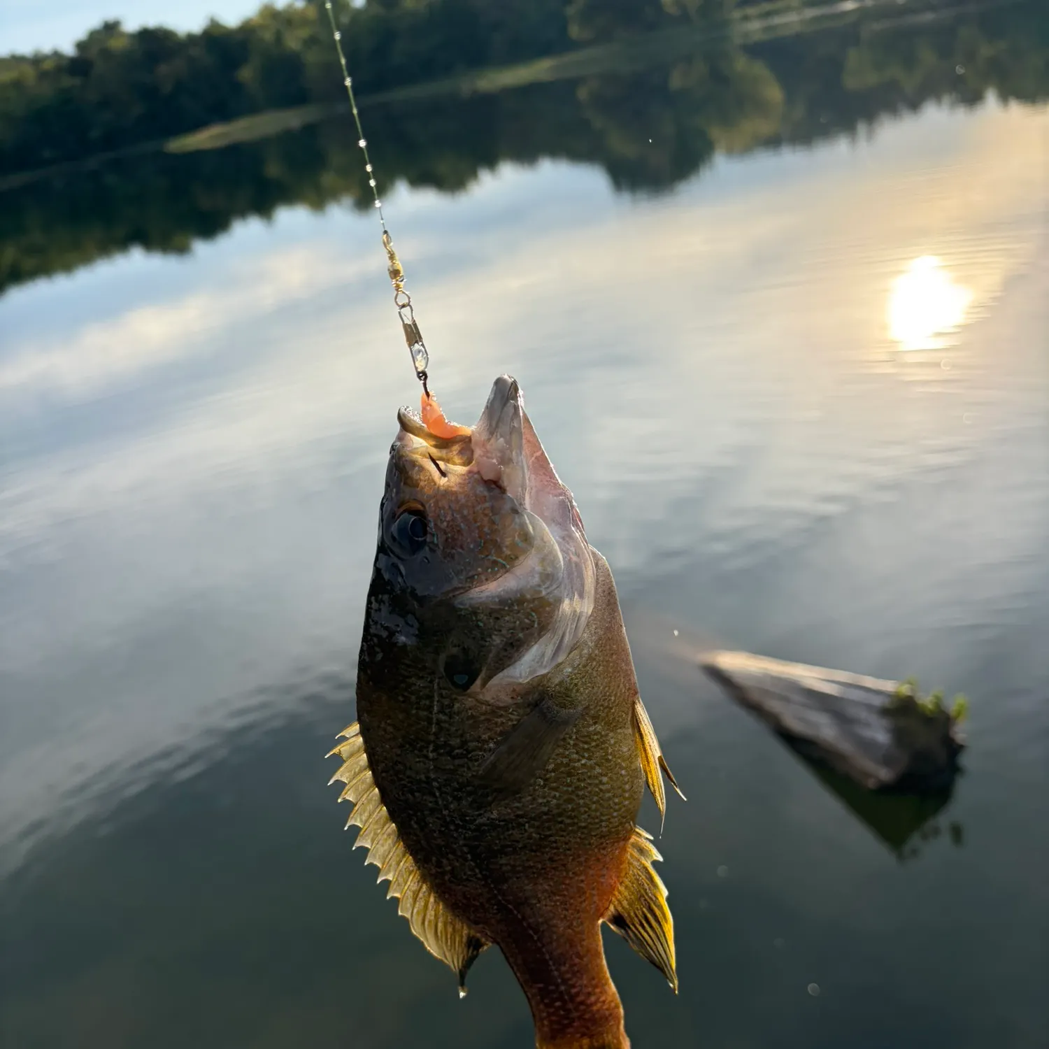 Green sunfish caught on Fishbrain