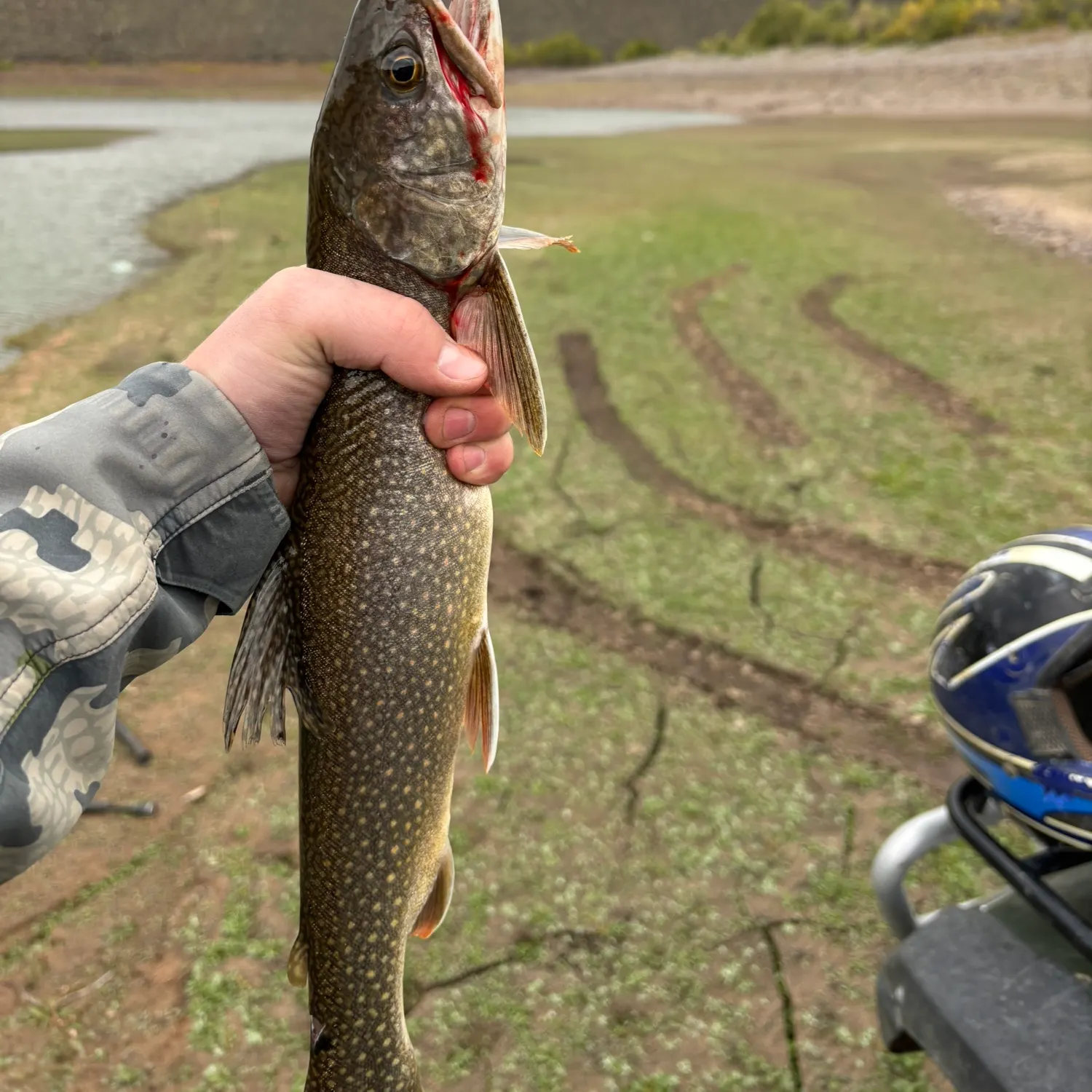 Splake caught on Fishbrain
