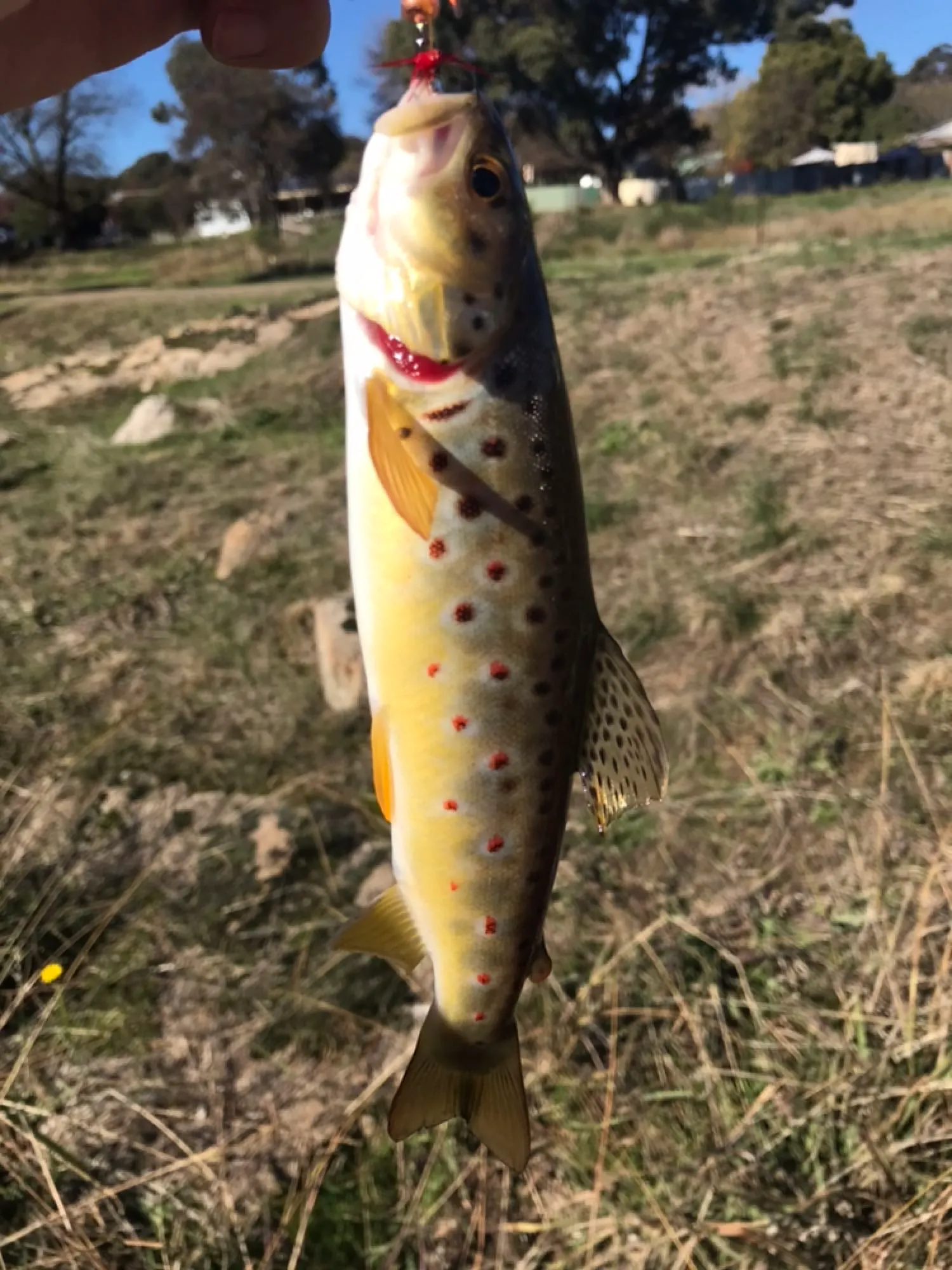 Post image from Doc-Yarrum