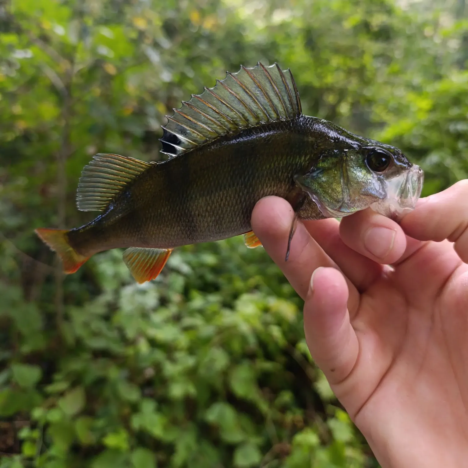 European perch caught on Fishbrain