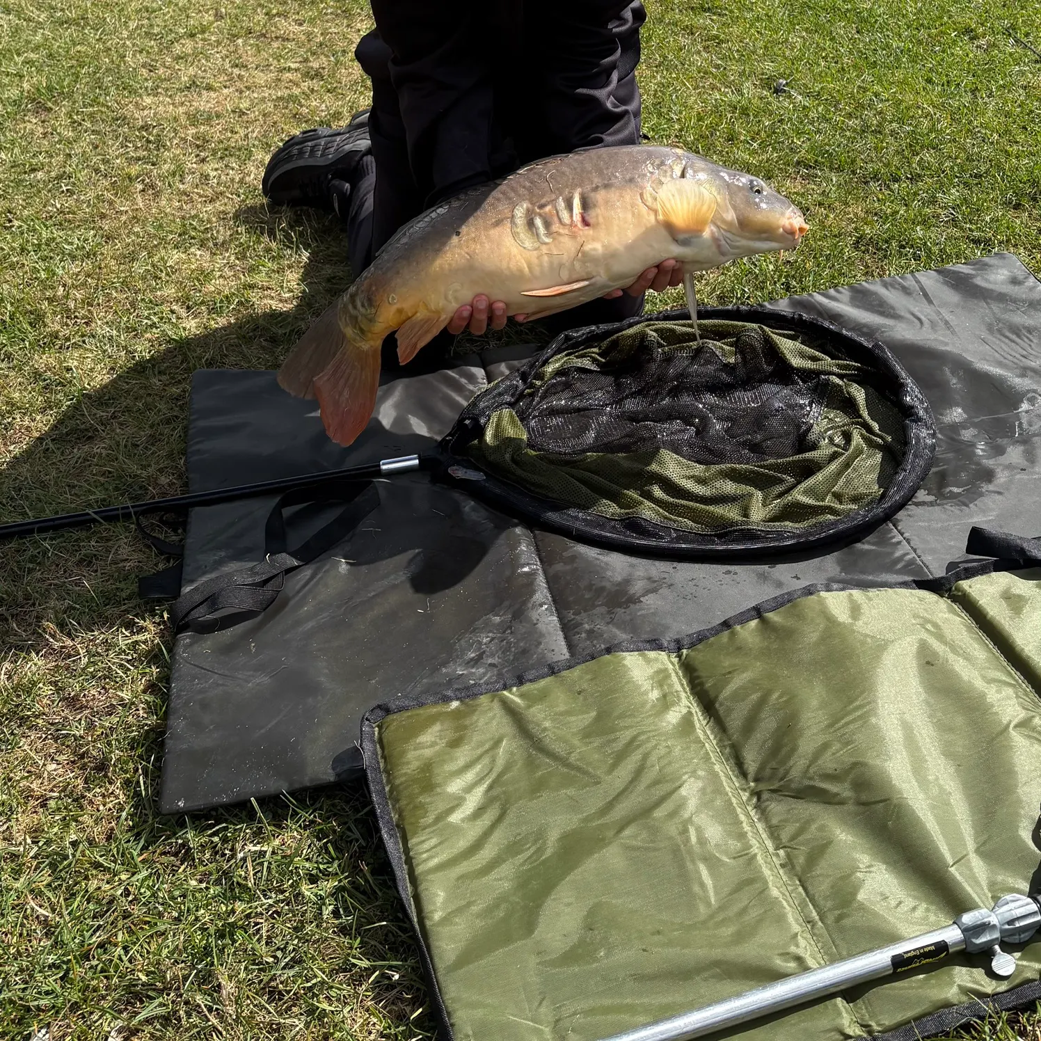 Mirror carp caught on Fishbrain