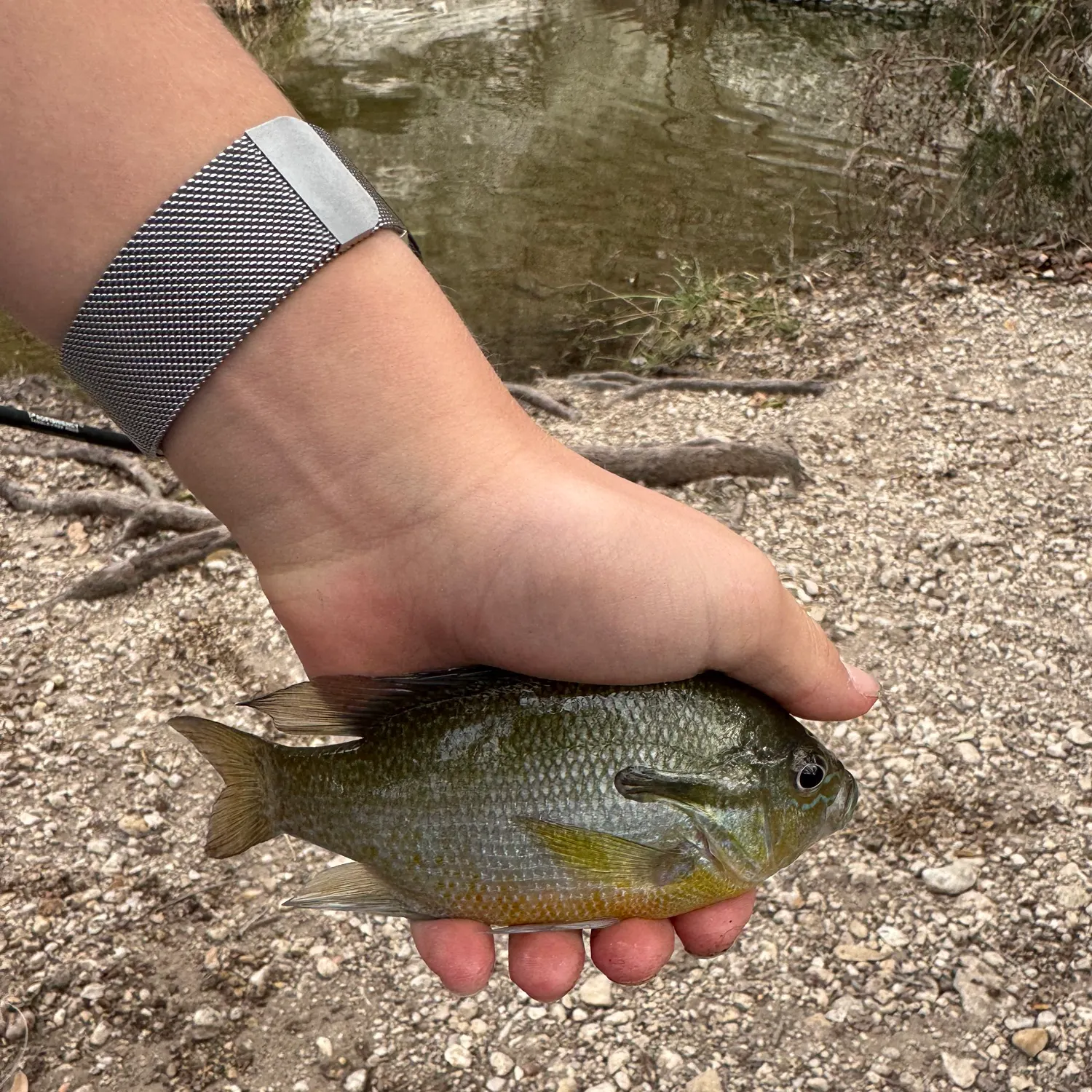 The most recent Redbreast sunfish catches on Fishbrain