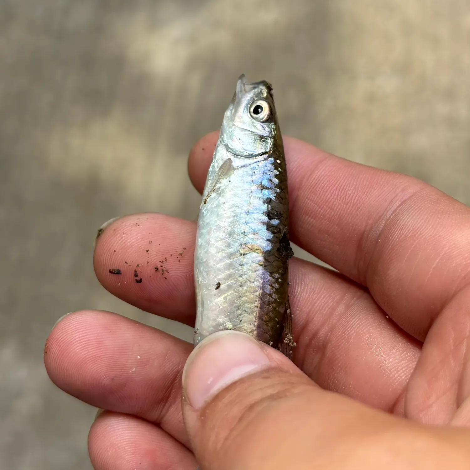 angler catch
