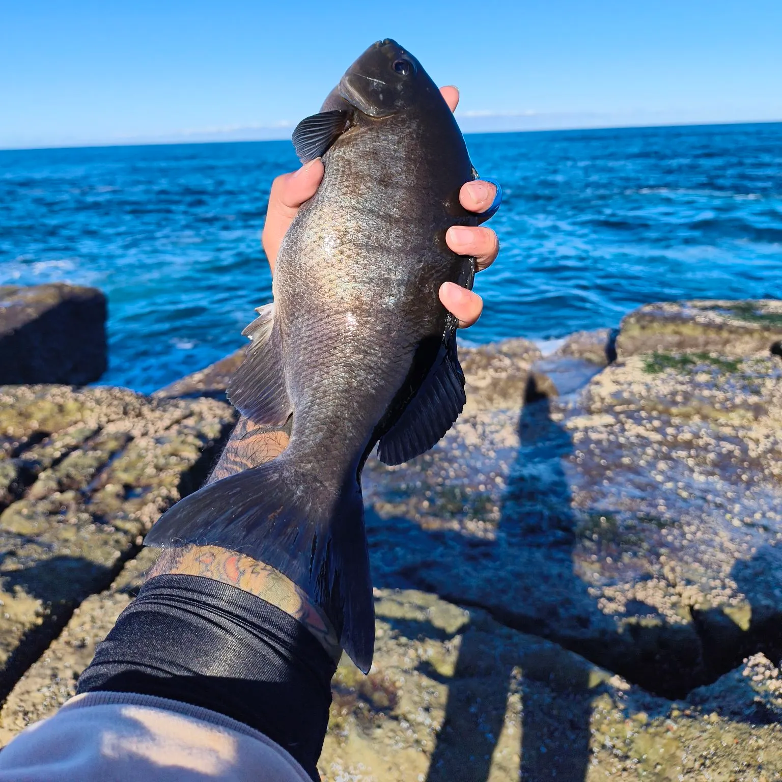 The most recent Black drummer catches on Fishbrain