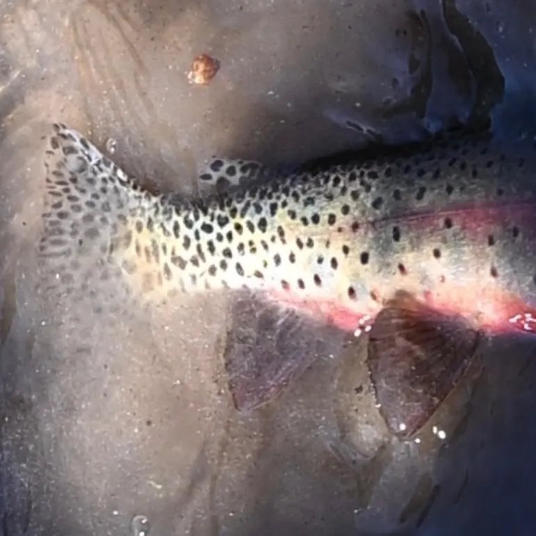 The most recent Greenback cutthroat trout catches on Fishbrain