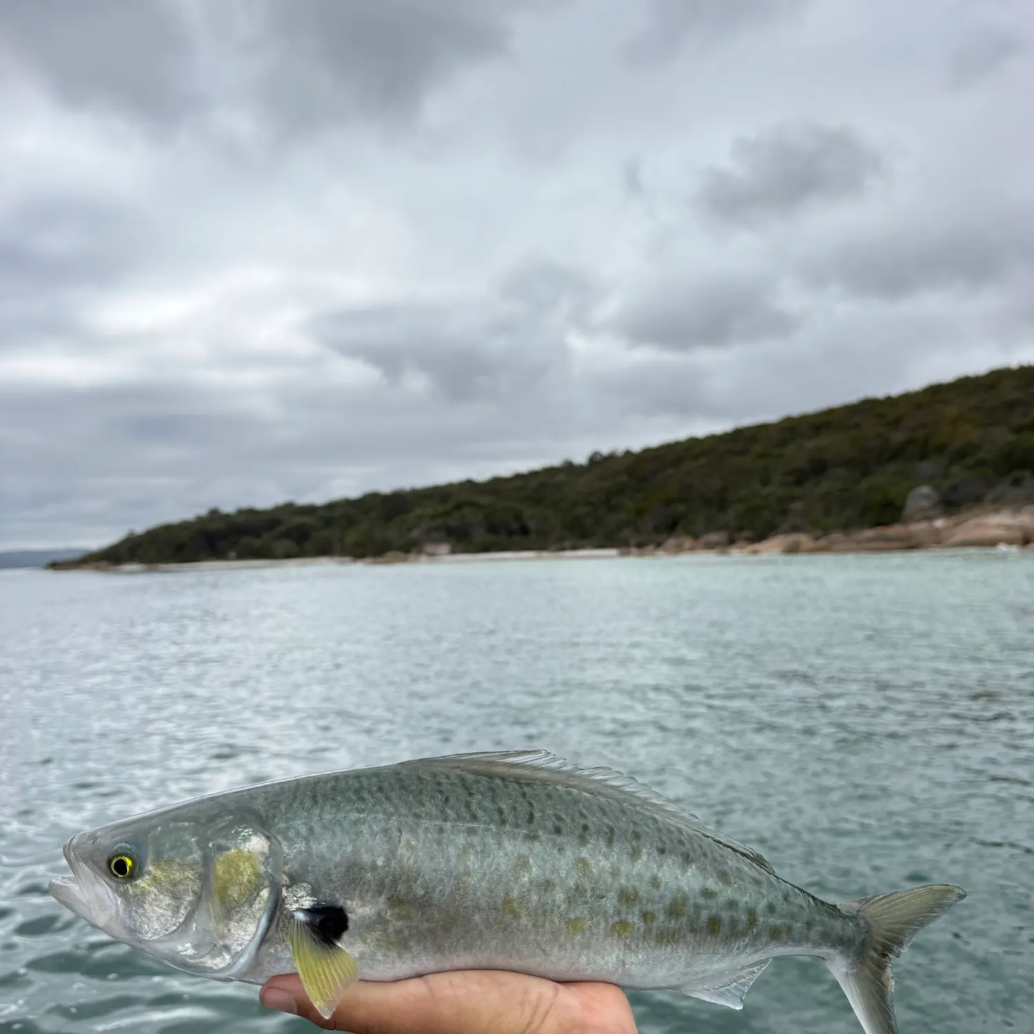 Western Australian salmon caught on Fishbrain