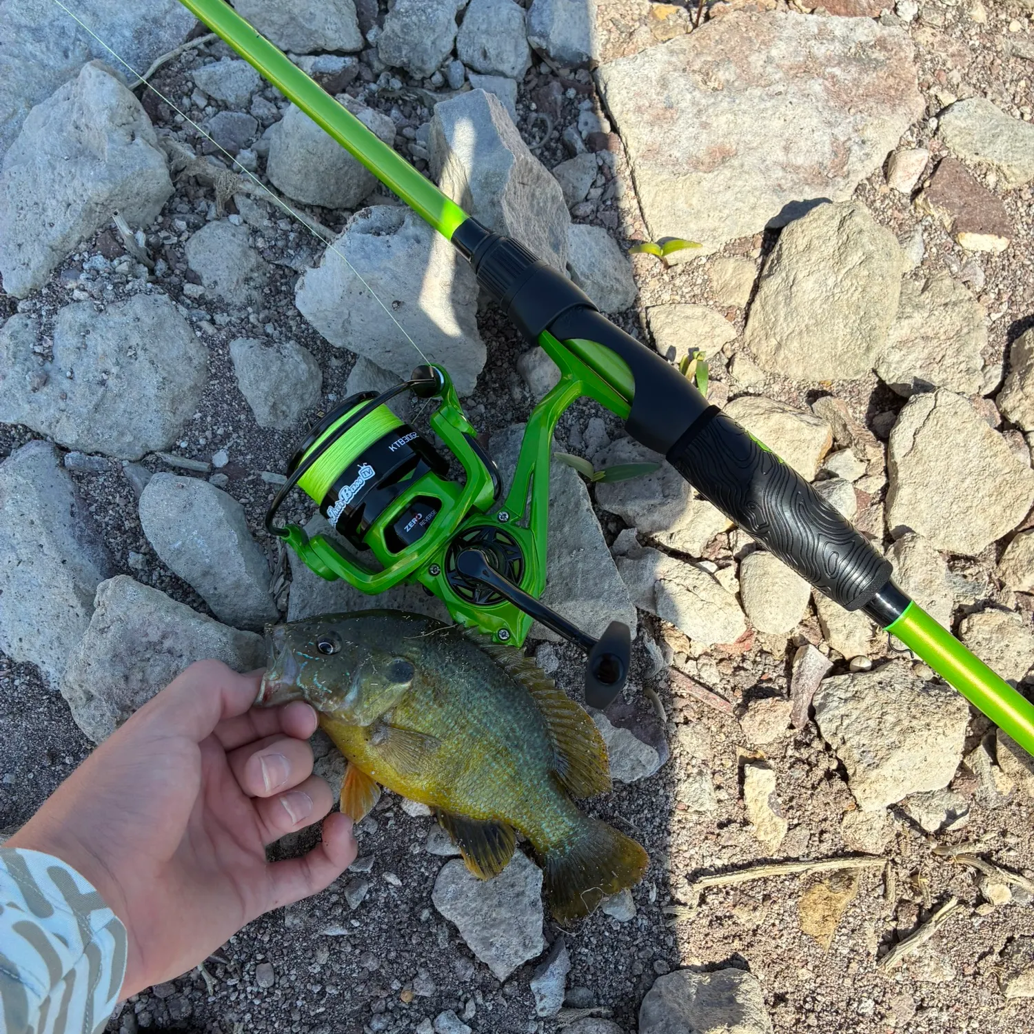 Green sunfish caught on Fishbrain