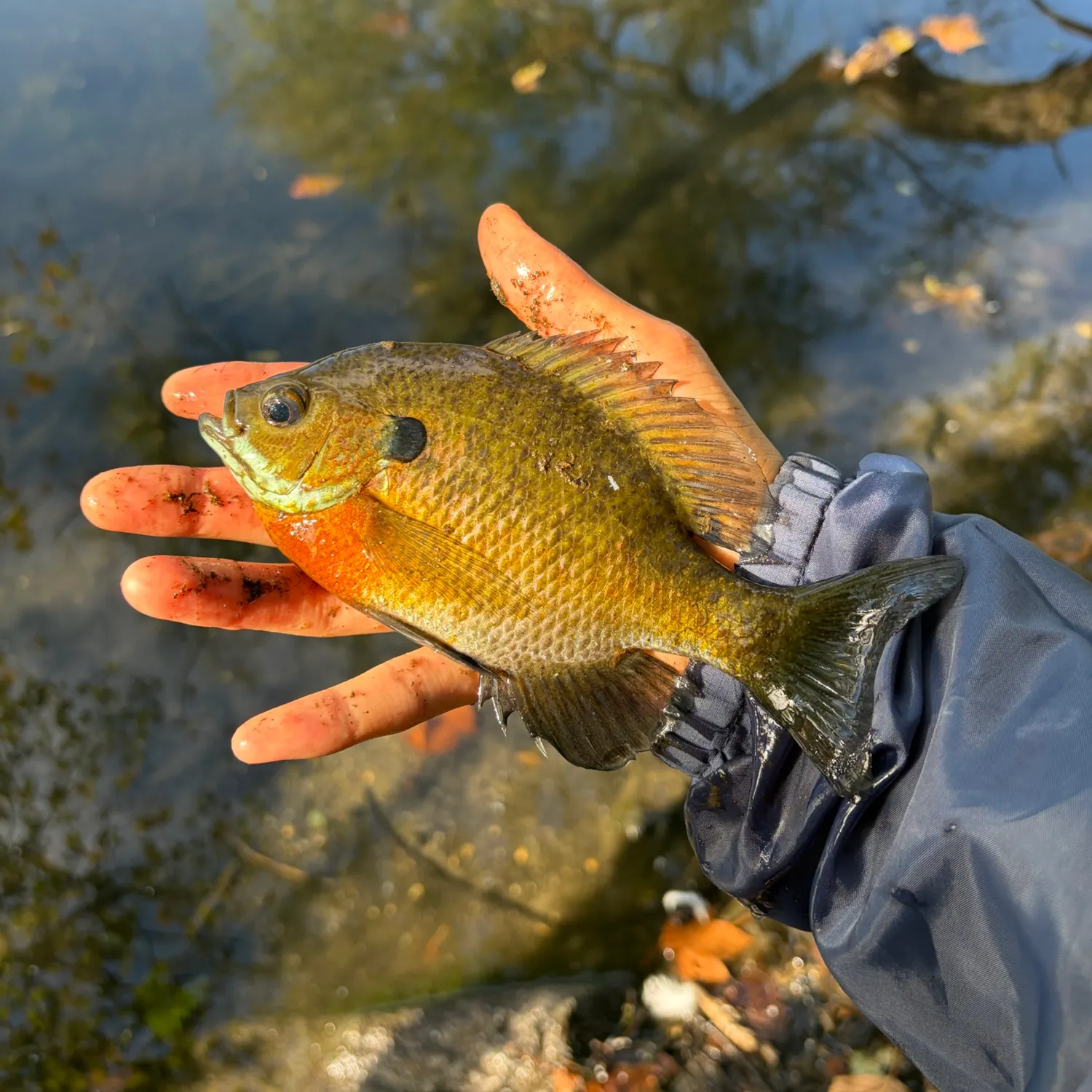 Bluegill caught on Fishbrain