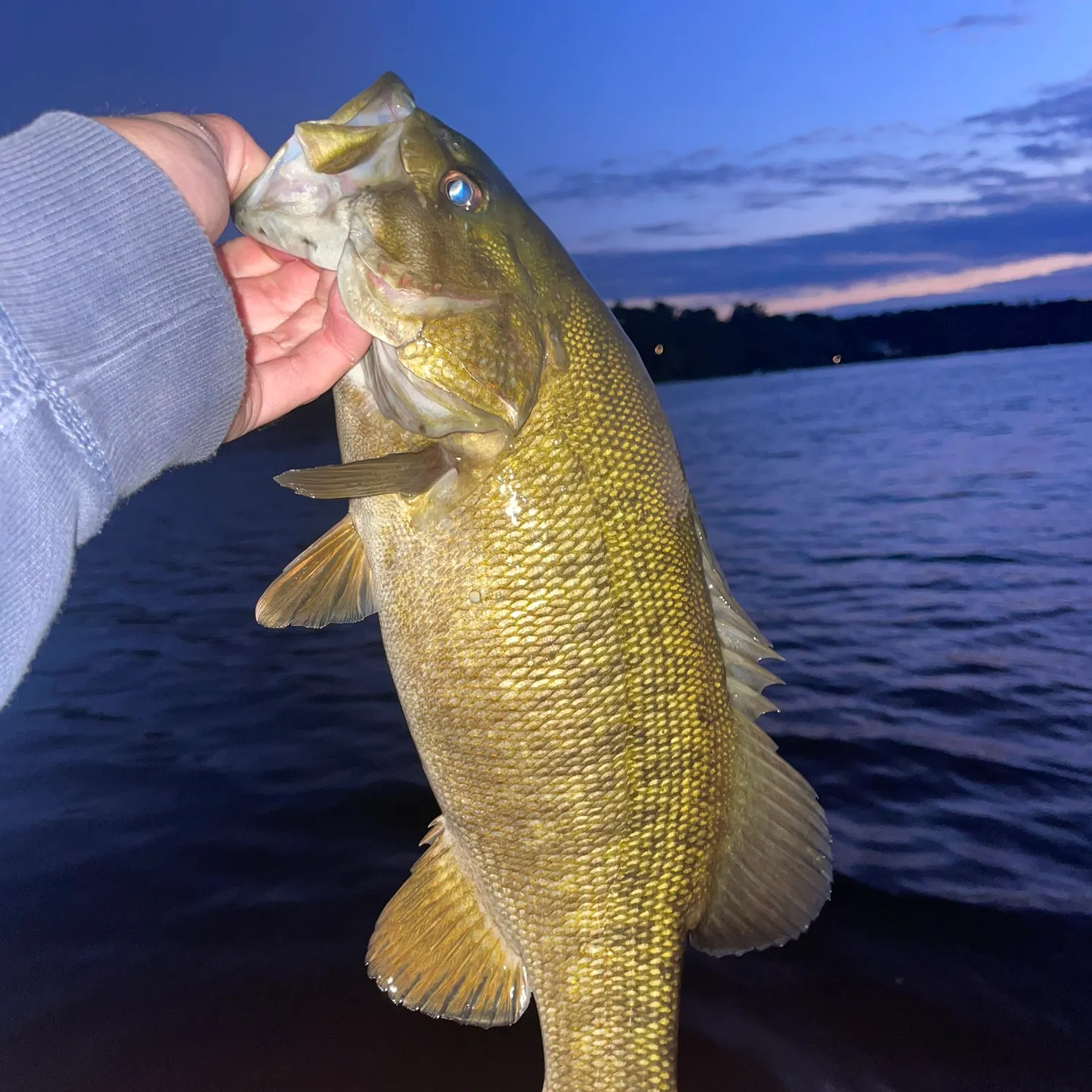 Smallmouth bass caught on Fishbrain