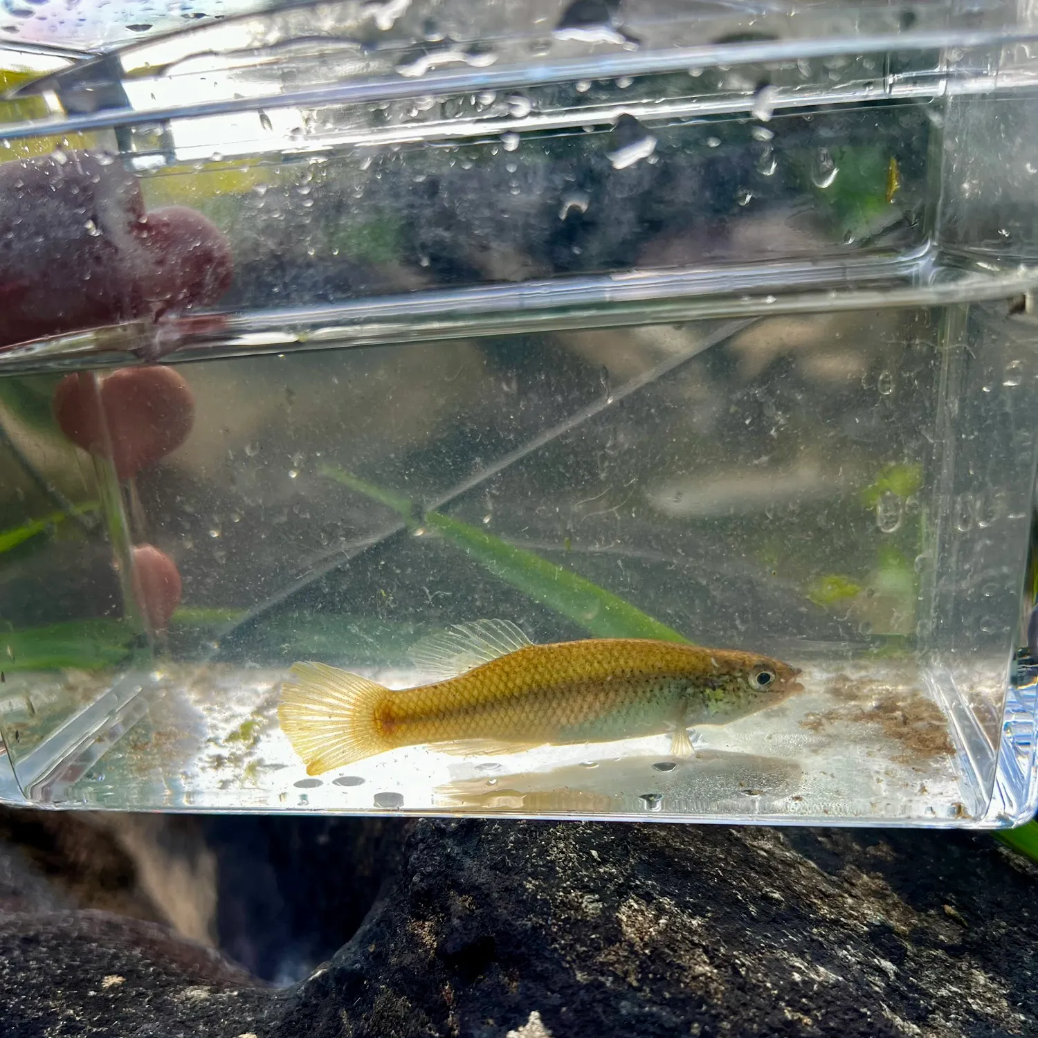 The most recent Speckled killifish catches on Fishbrain