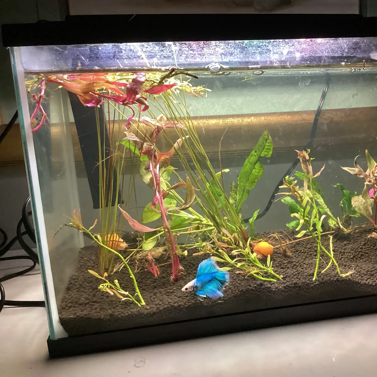 The most recent Hogchoker catches on Fishbrain