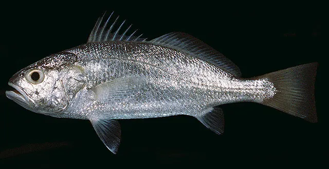 Big-head pennah croaker