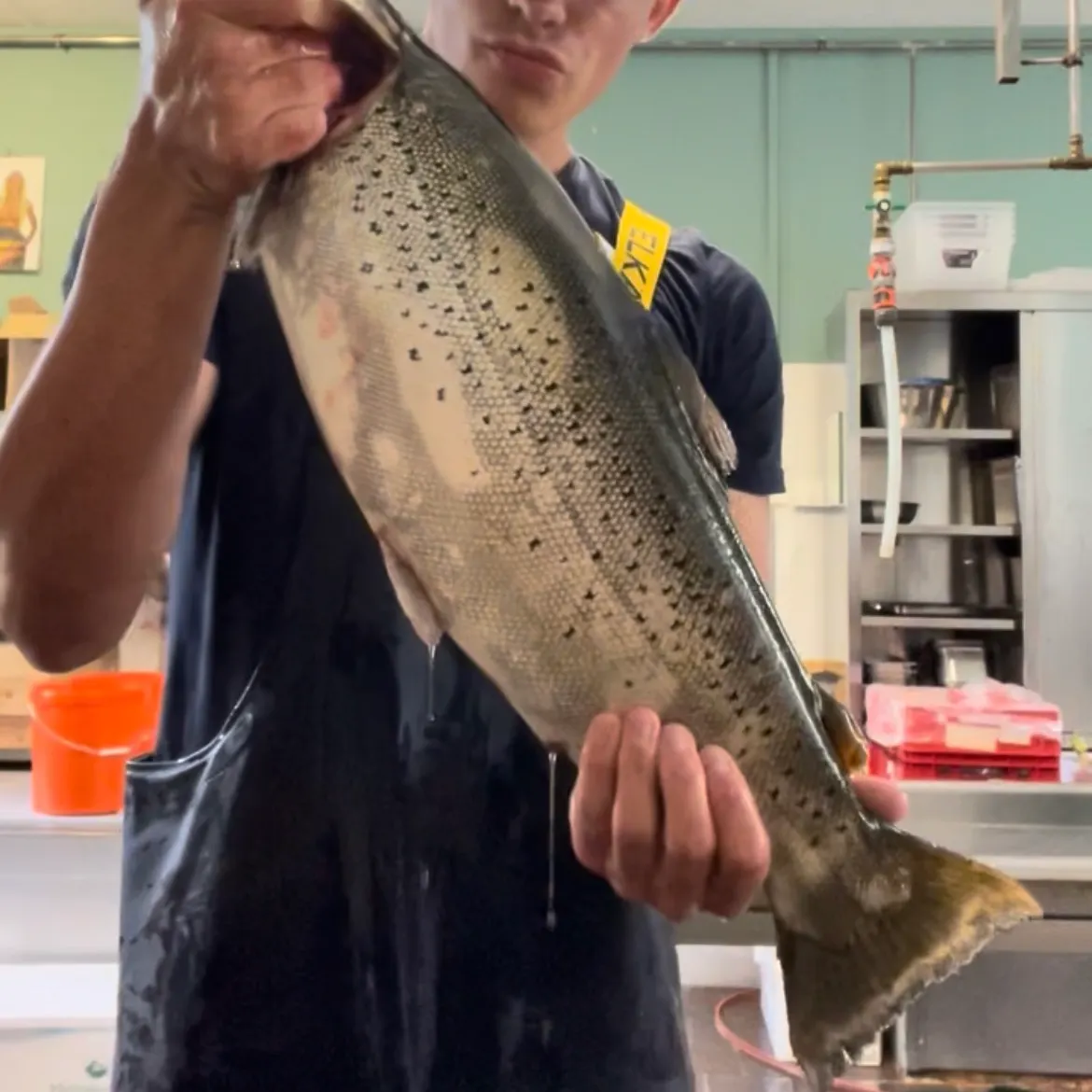 The most recent Lake trout catches on Fishbrain