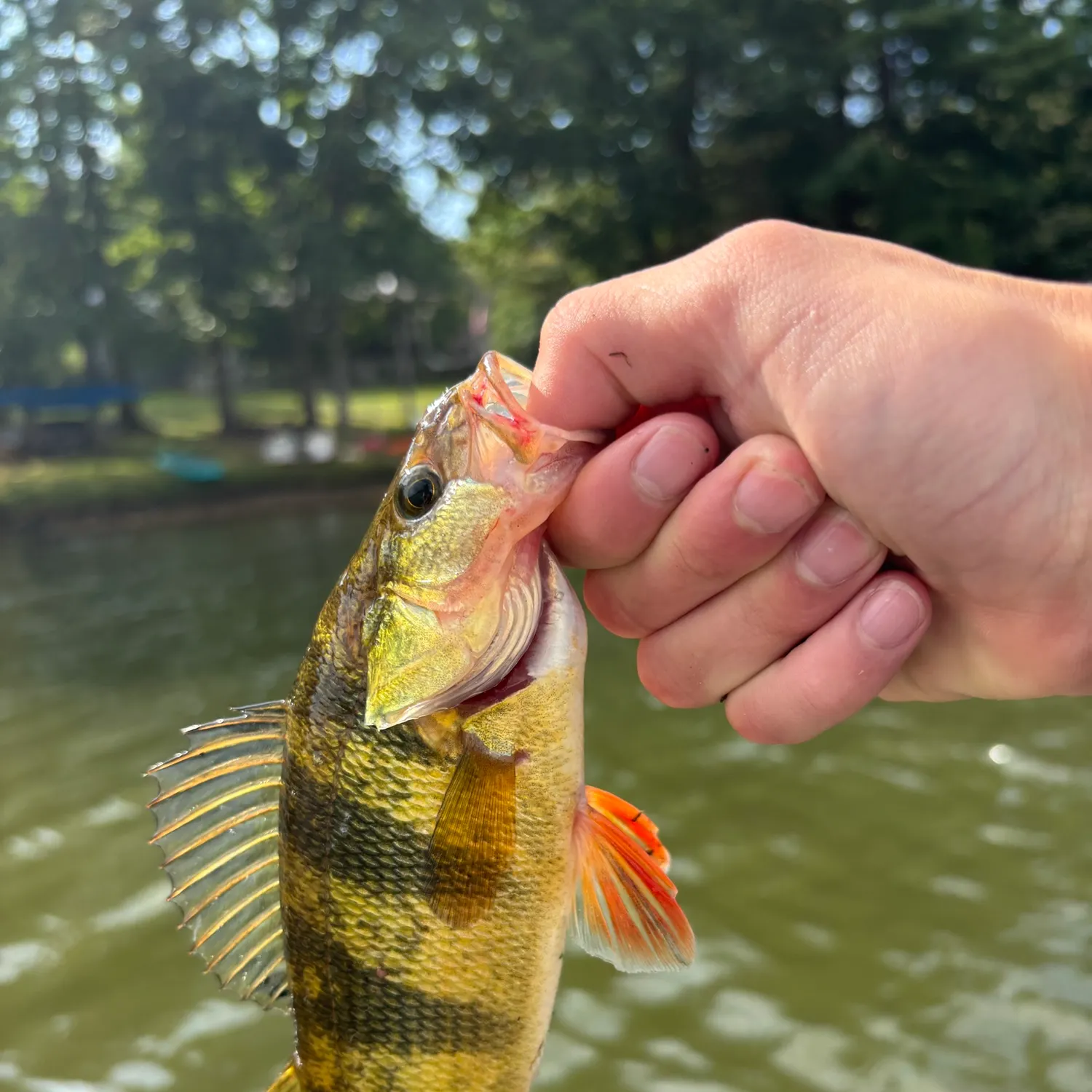 Yellow perch caught on Fishbrain
