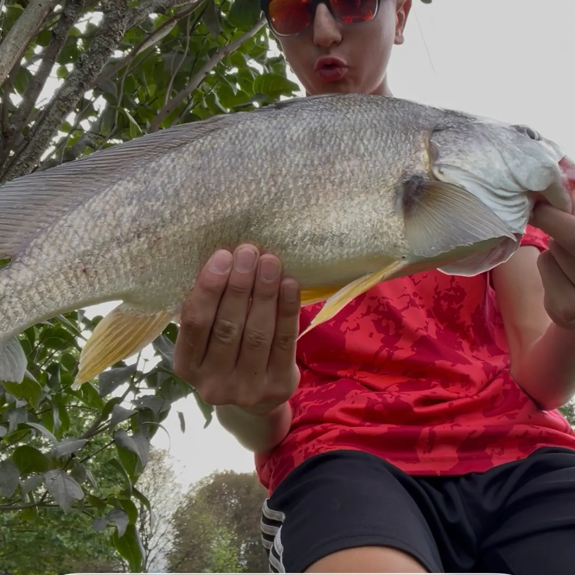 Freshwater drum caught on Fishbrain