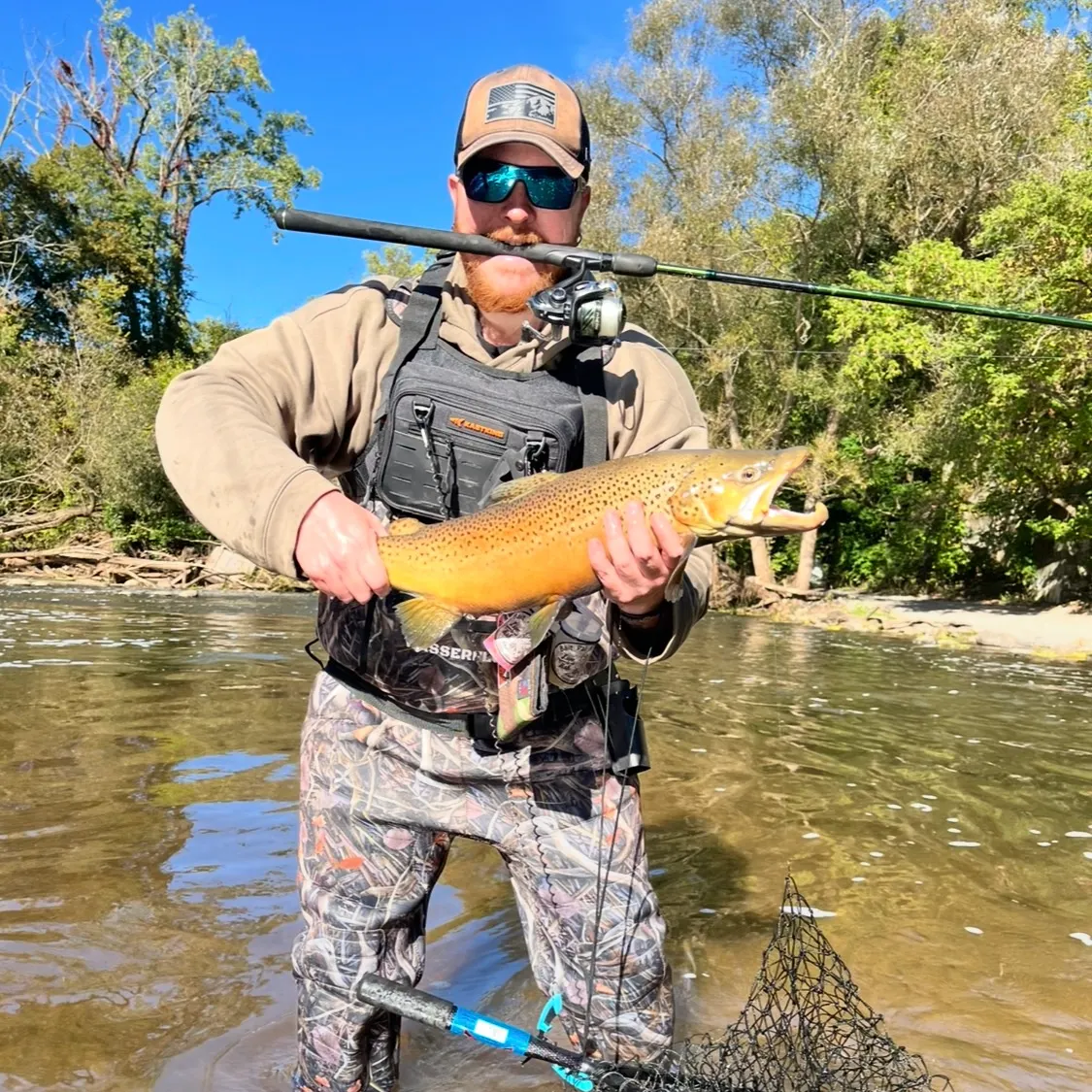 Brown trout caught on Fishbrain