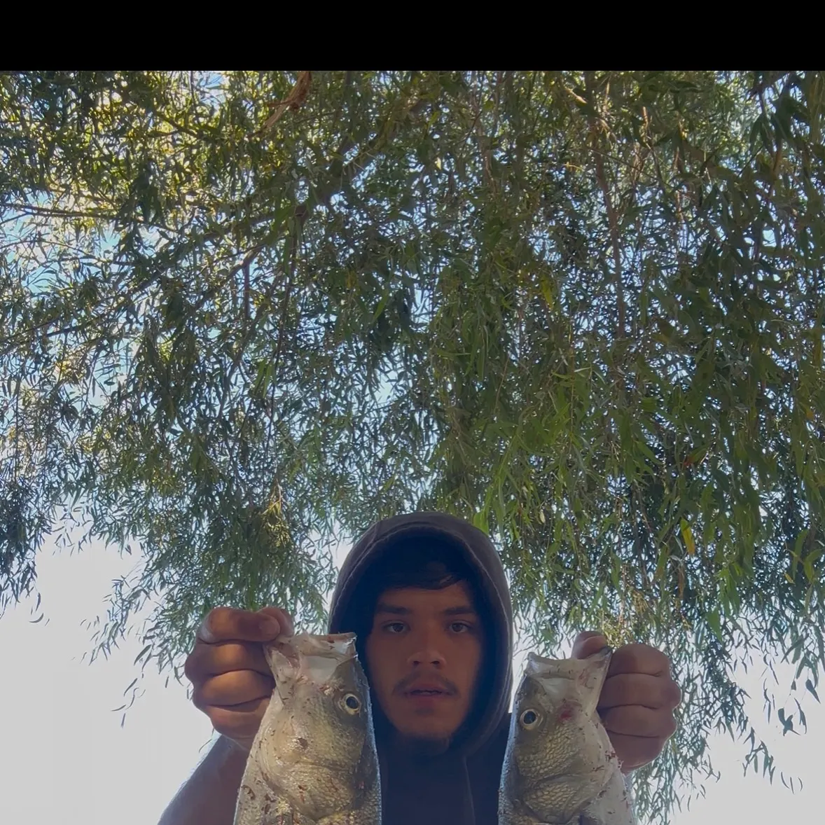Striped bass caught on Fishbrain