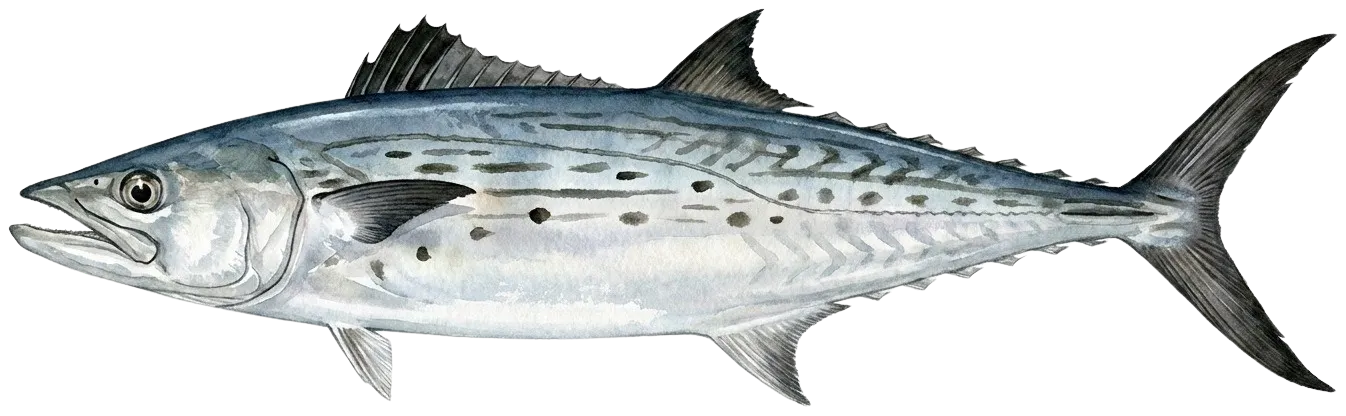 Kanadi kingfish
