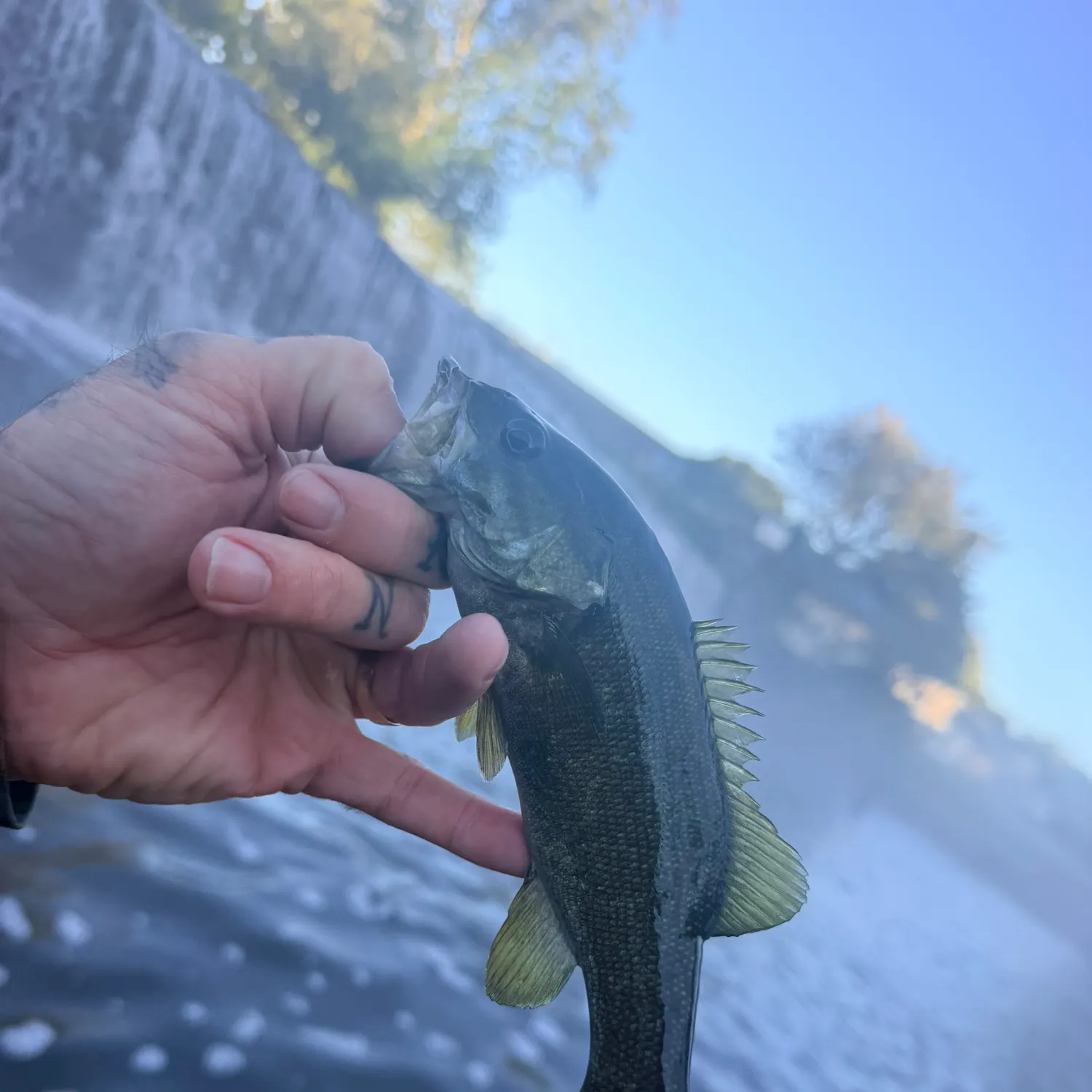 Smallmouth bass caught on Fishbrain