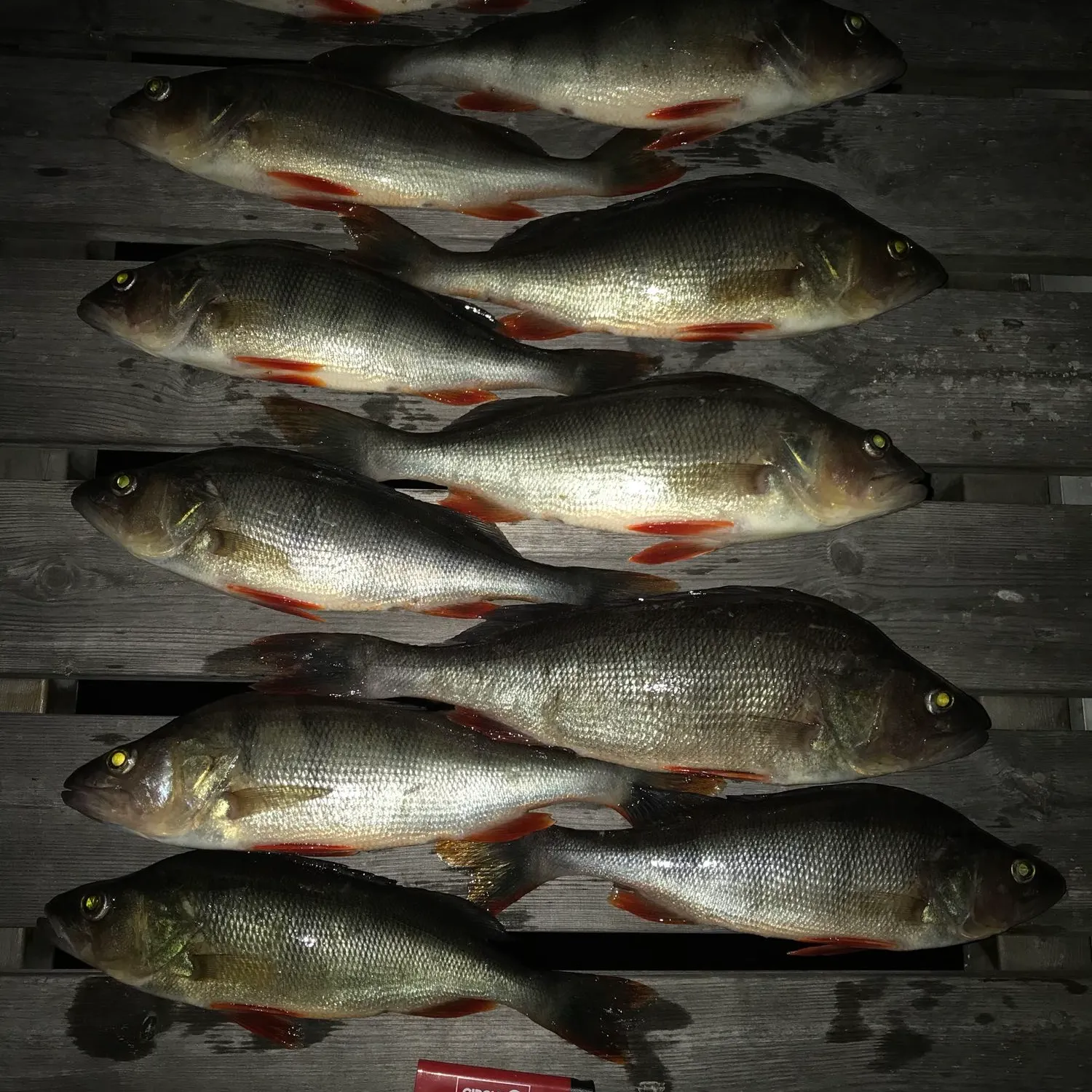 recently logged catches