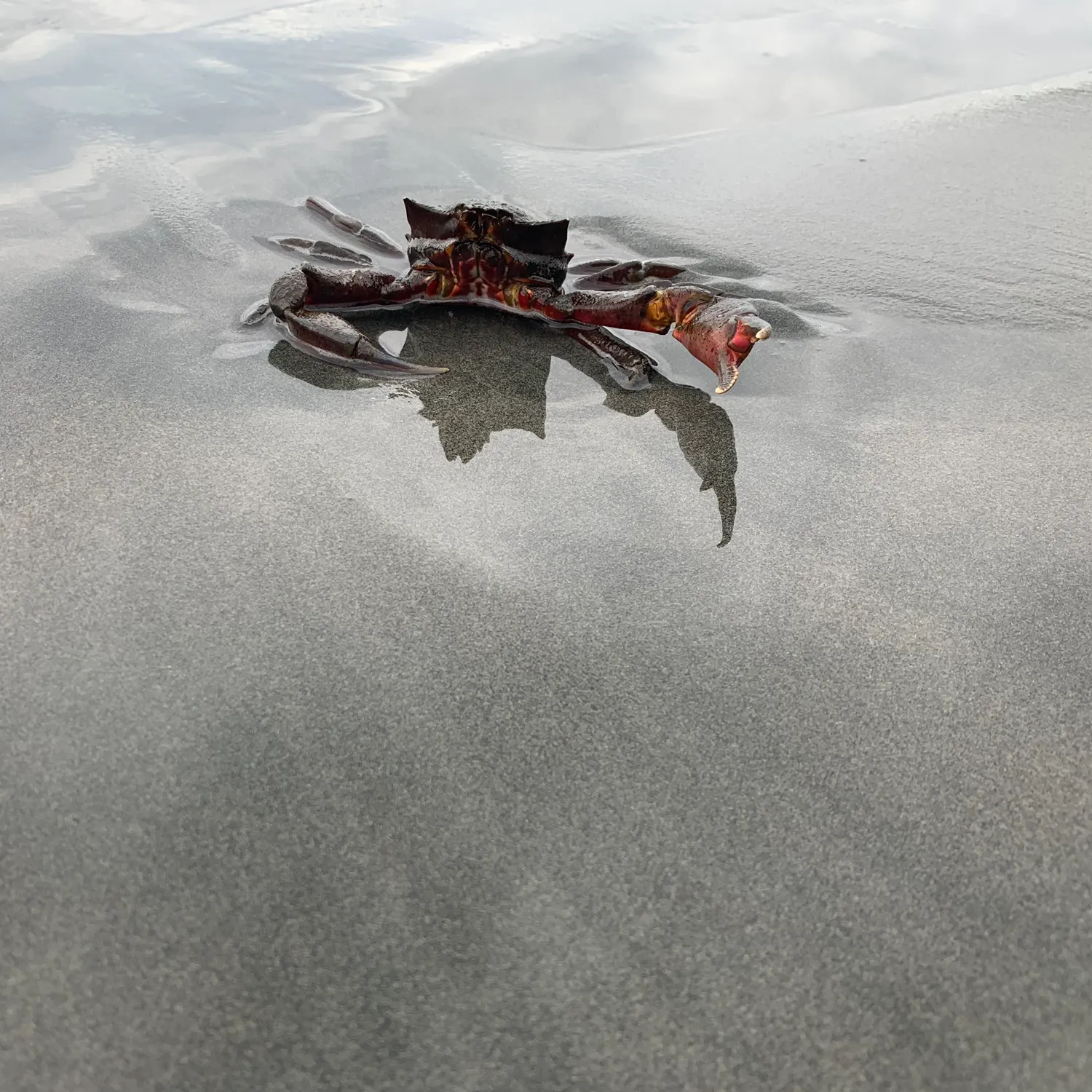 The most recent Red rock crab catches on Fishbrain