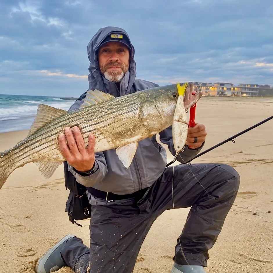 Striped bass caught on Fishbrain