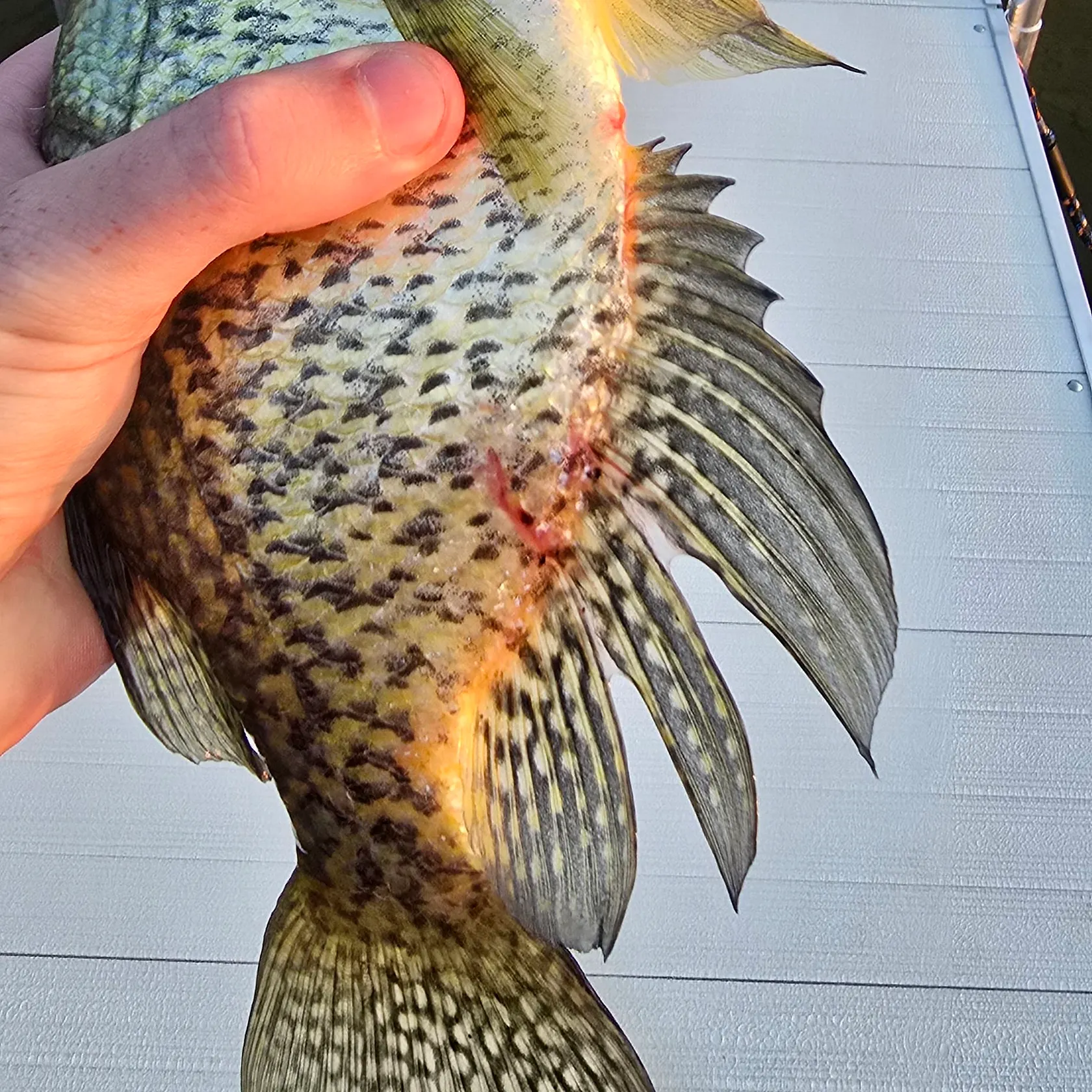 recently logged catches