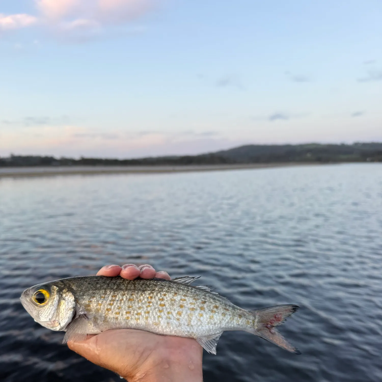 Australian ruff caught on Fishbrain