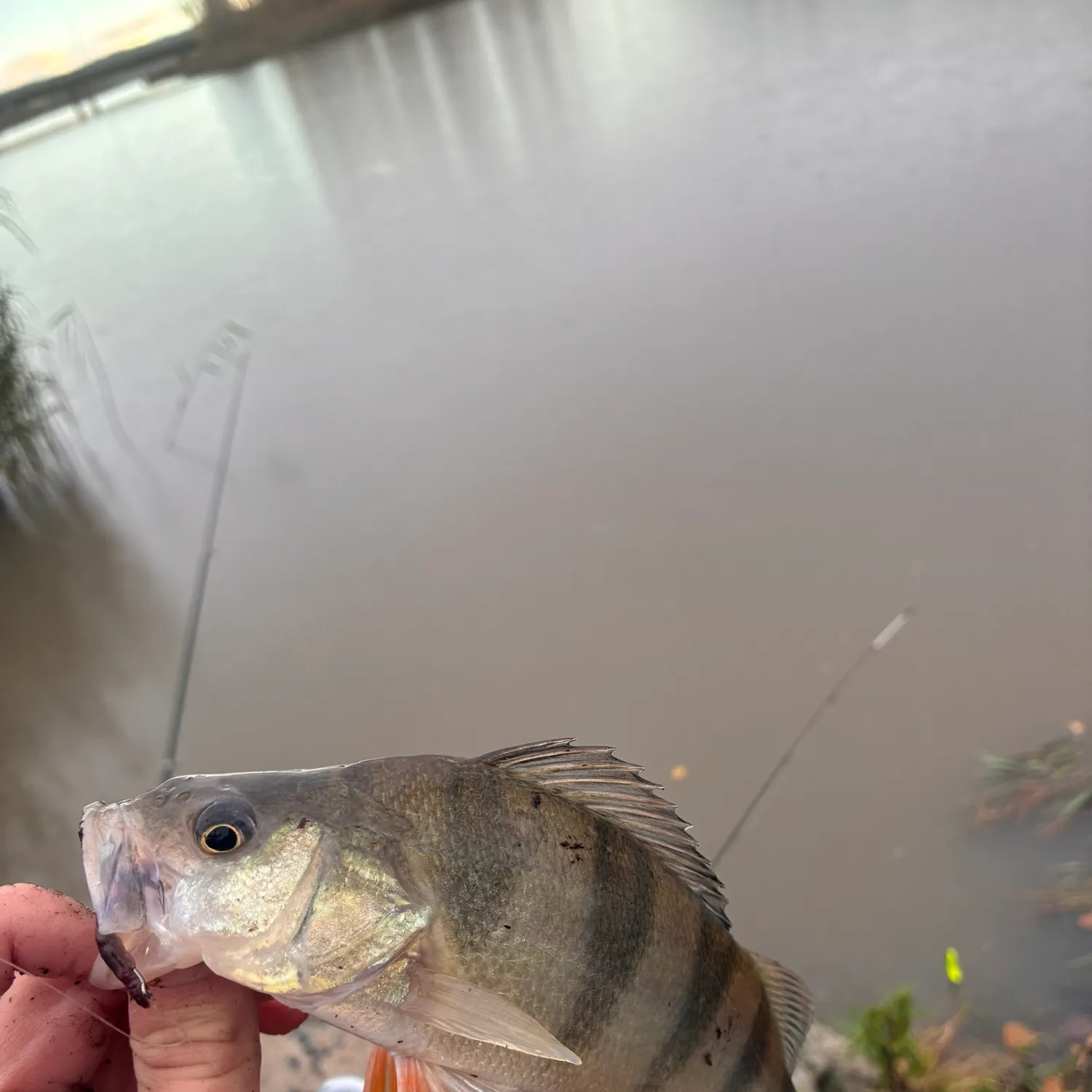 European perch caught on Fishbrain