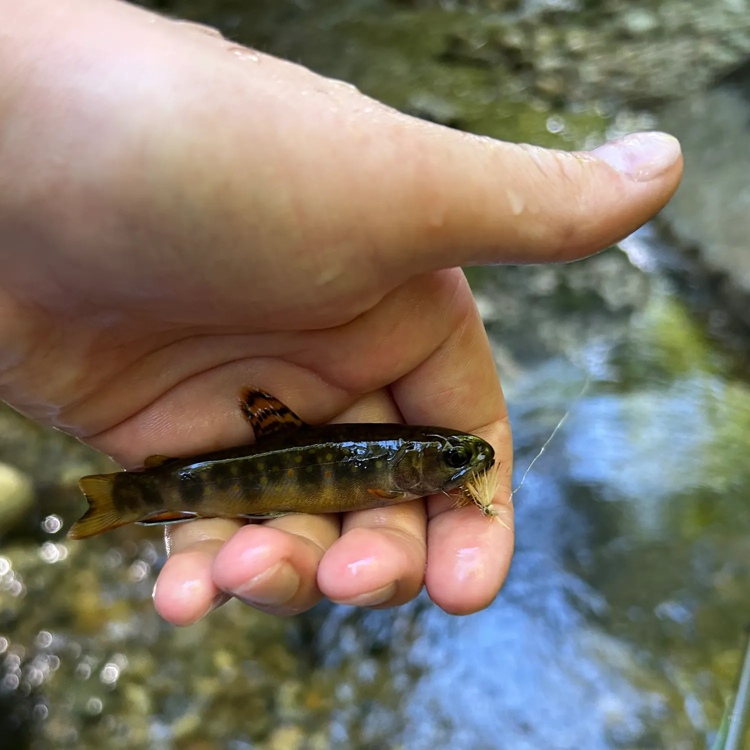 Brook trout caught on Fishbrain