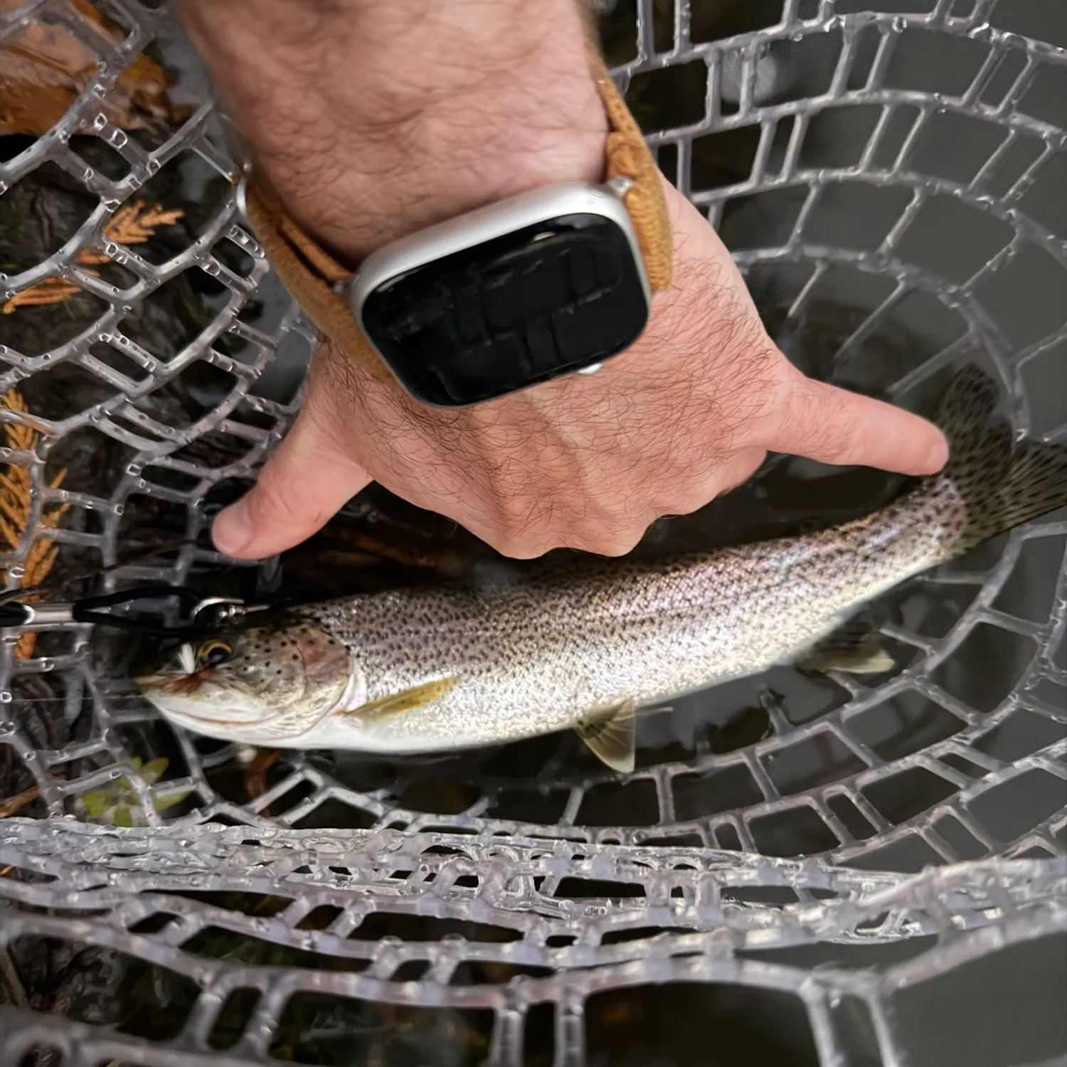Rainbow trout caught on Fishbrain