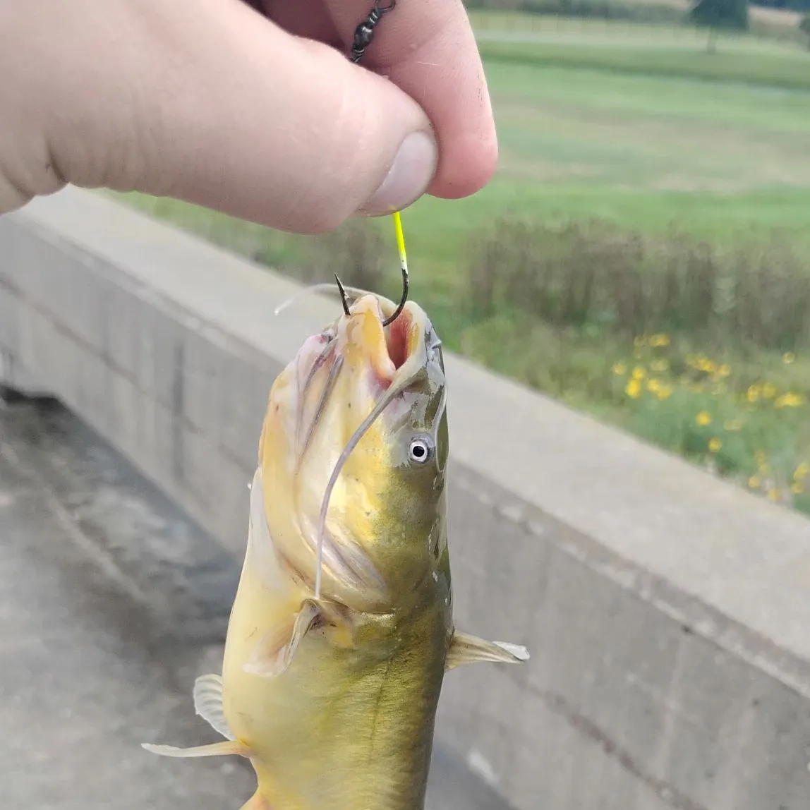 Black bullhead caught on Fishbrain